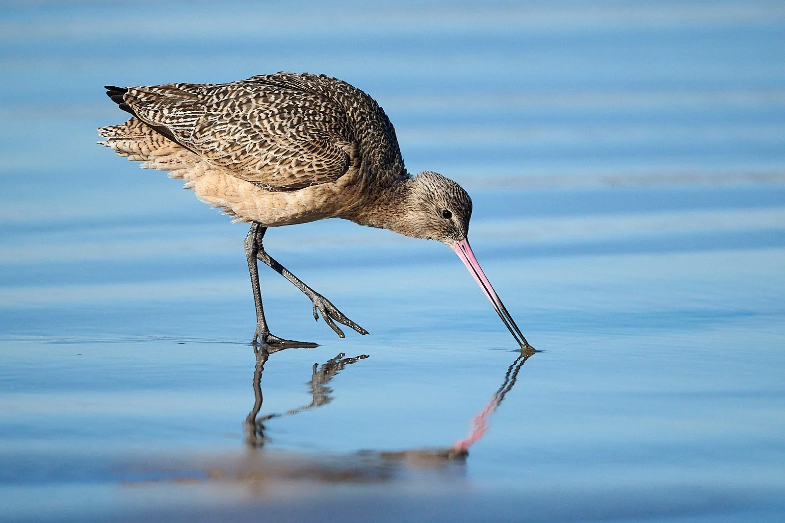 Marbled Godwit