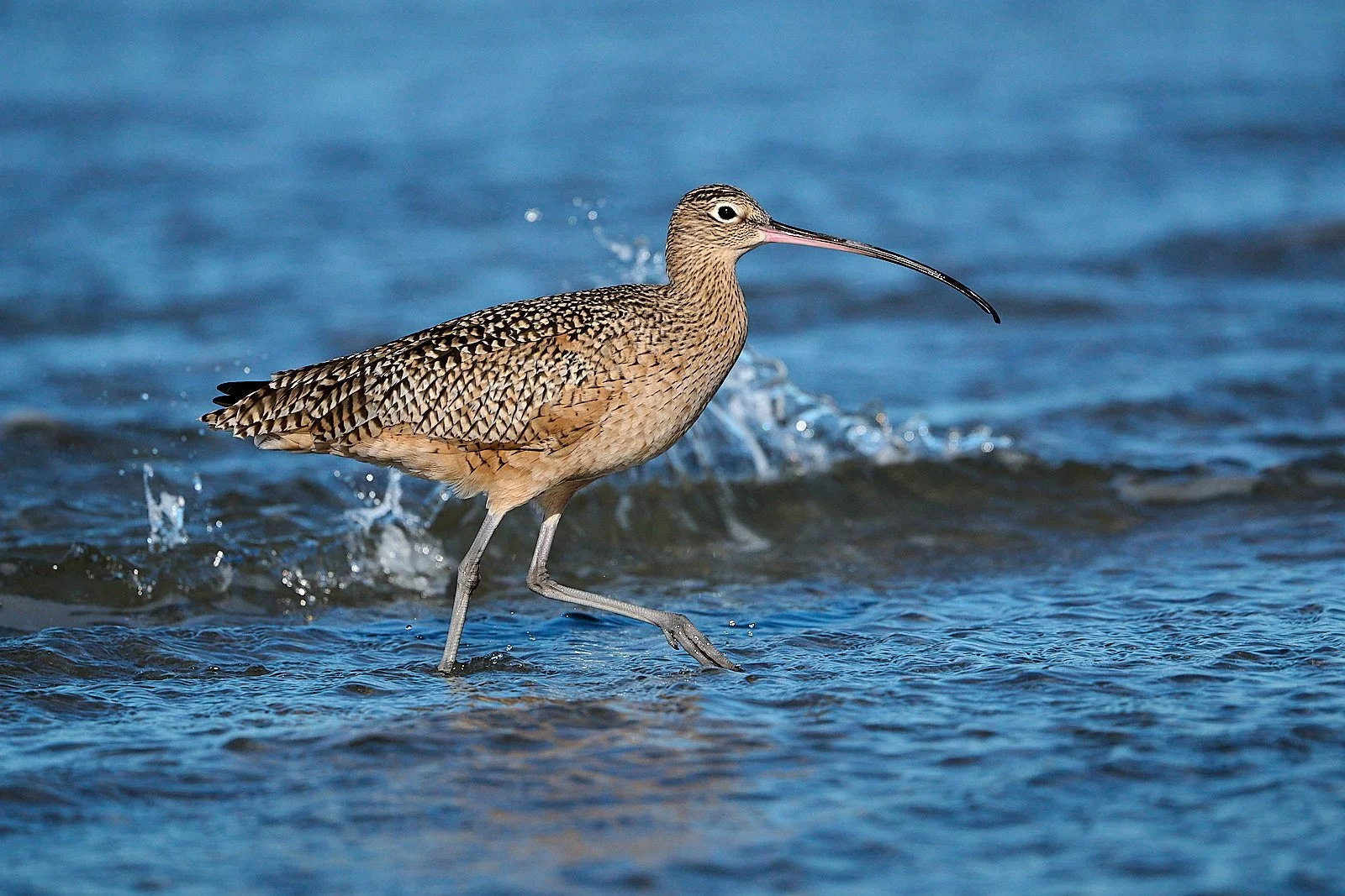 Long-billed Curlew