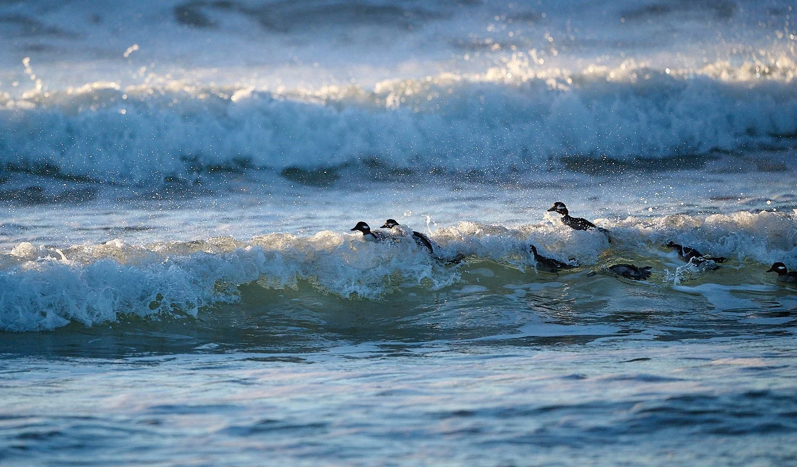 Bufflehead flock
