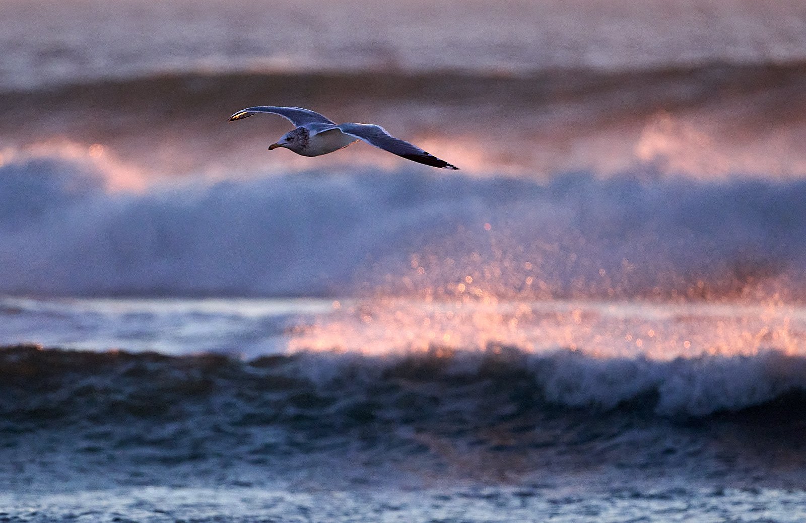 Gull at sunset