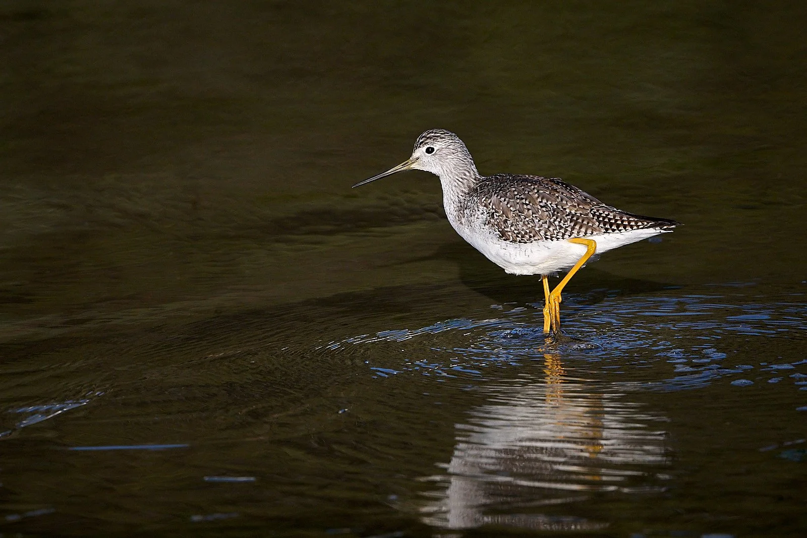 Greater Yellowlegs