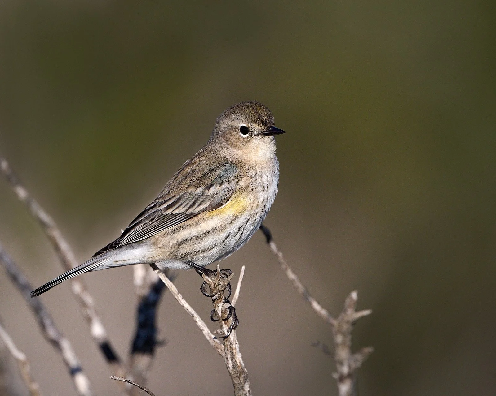 Yellow-rumped Warbler