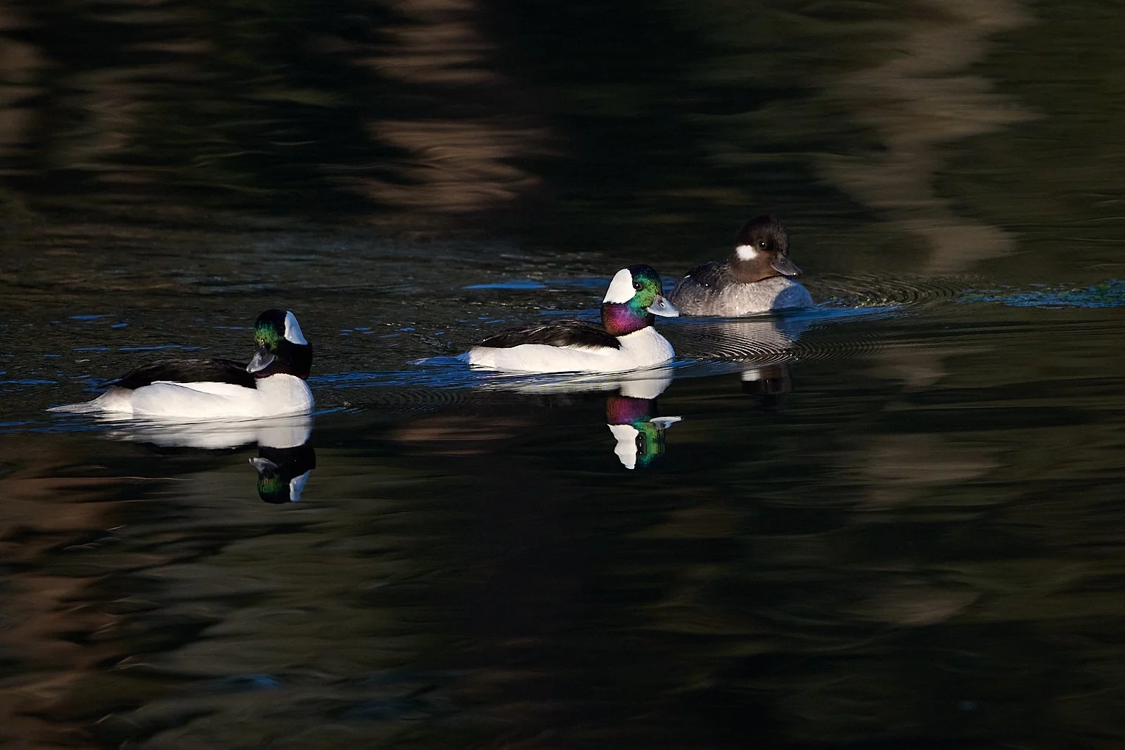 Bufflehead, male and female