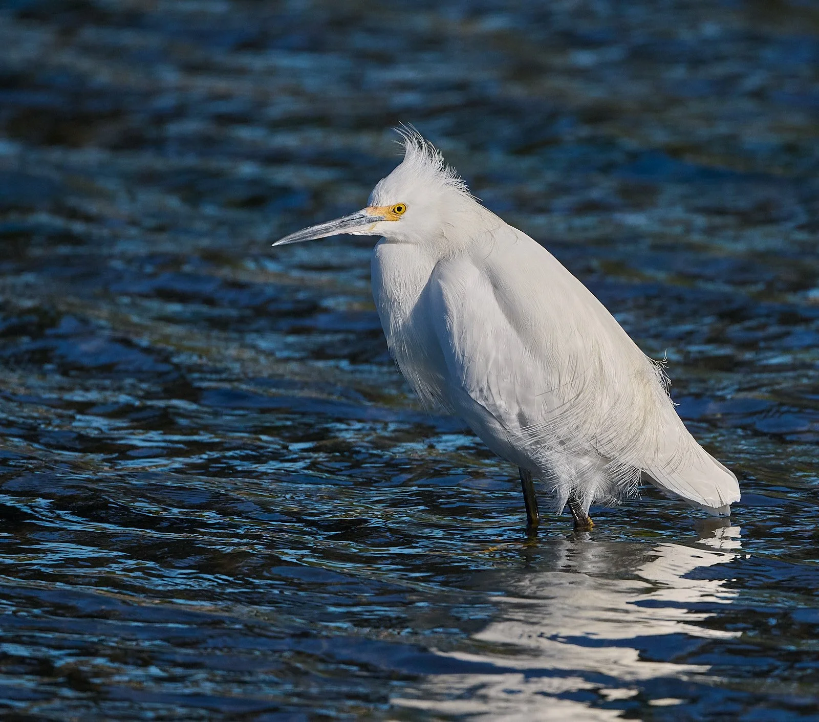 Snowy Egret