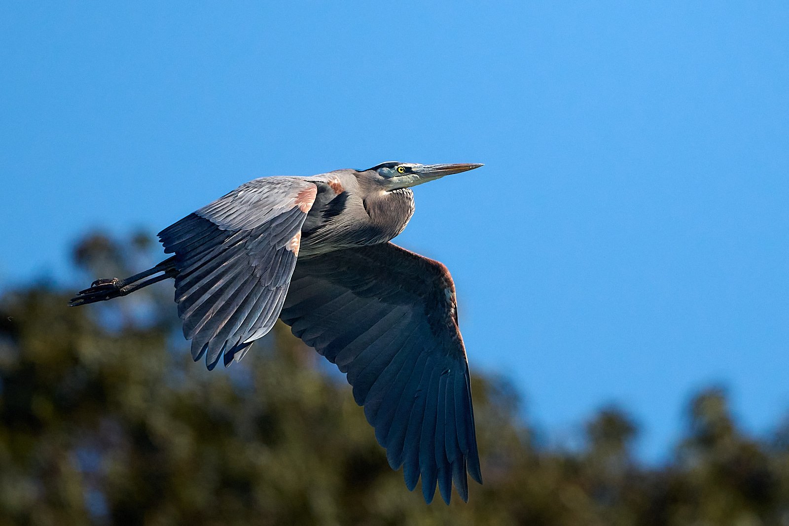 Great Blue Heron