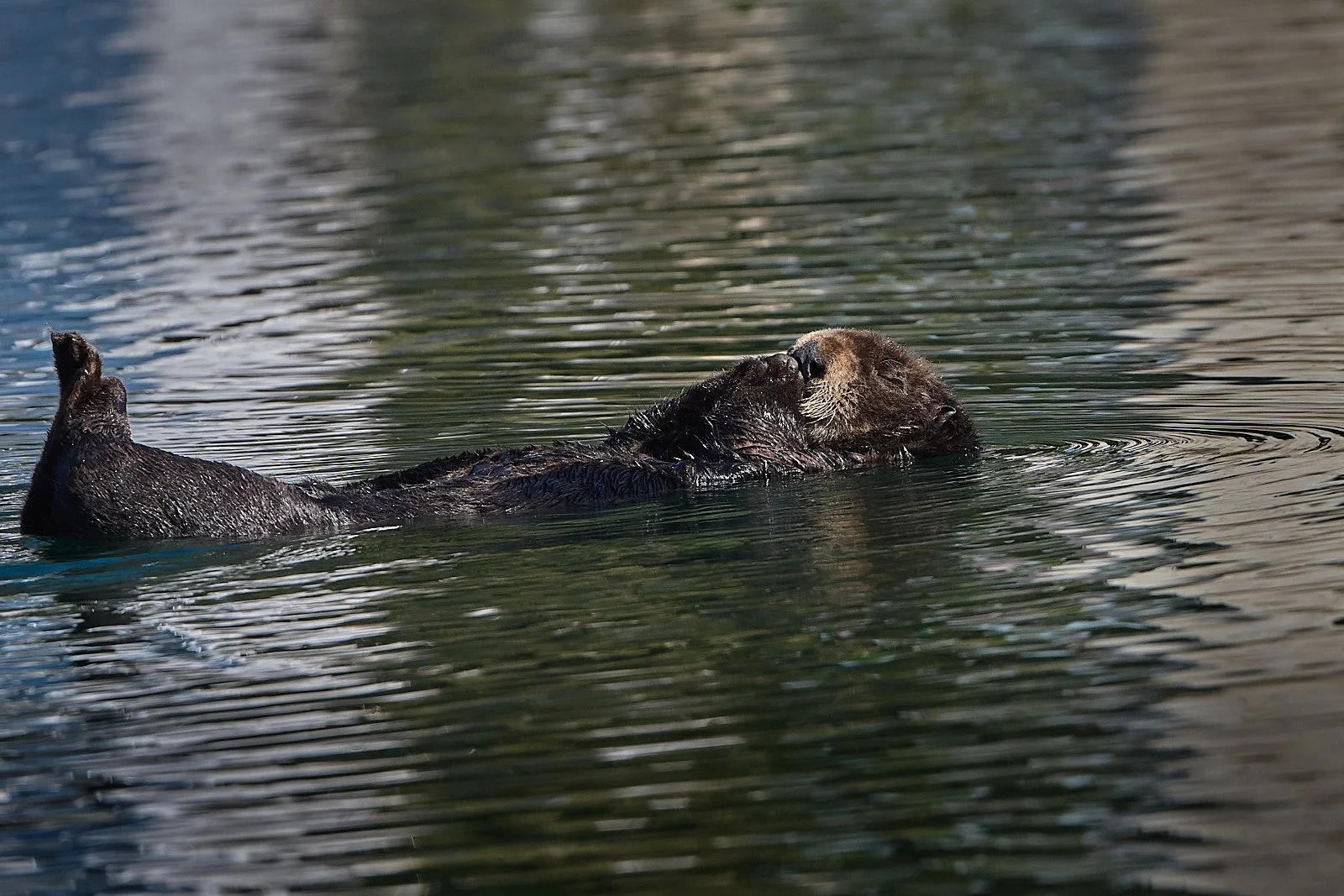 Sea otter