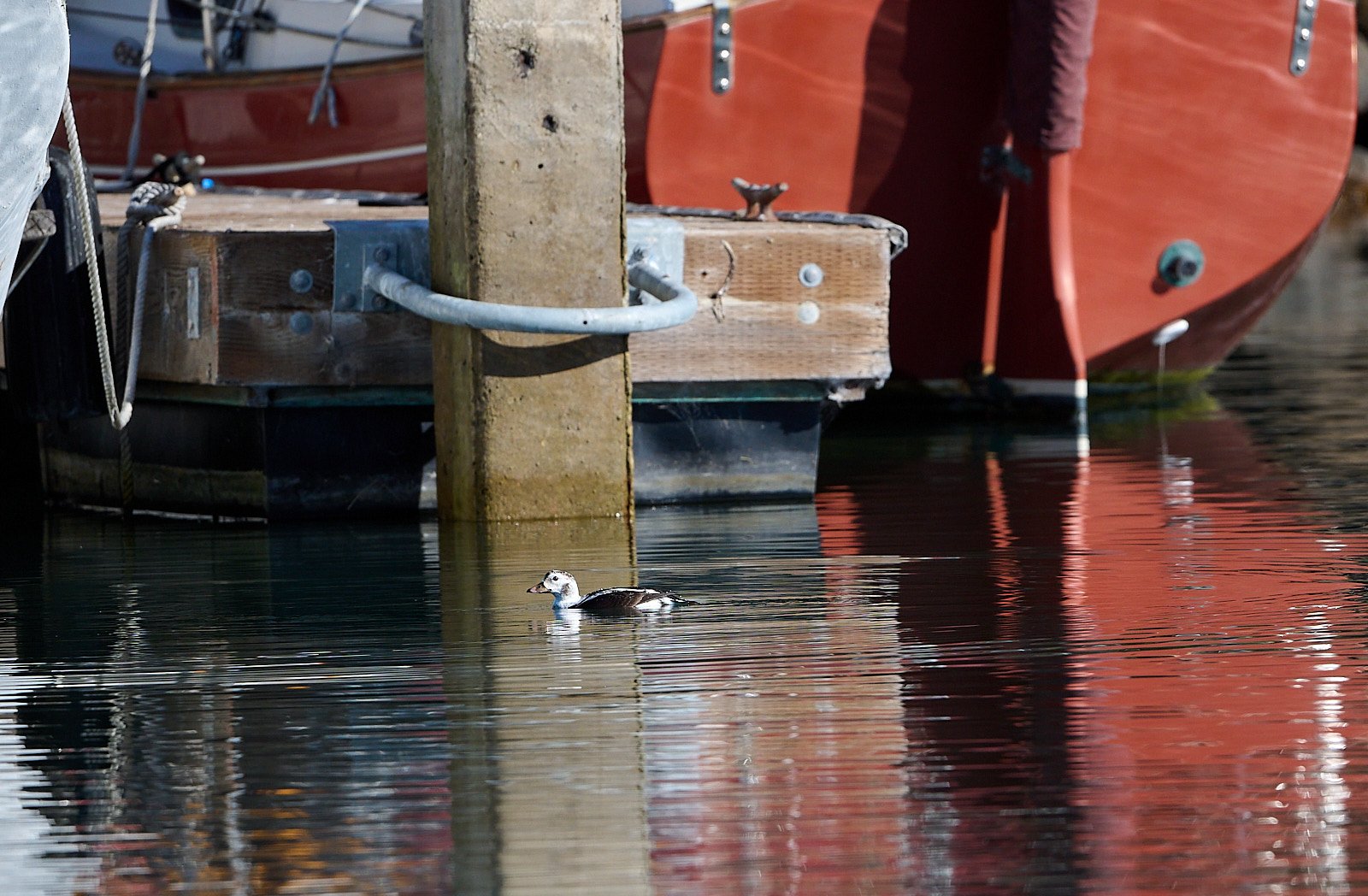 Long-tailed Duck. Way outside its usual range - the far north
