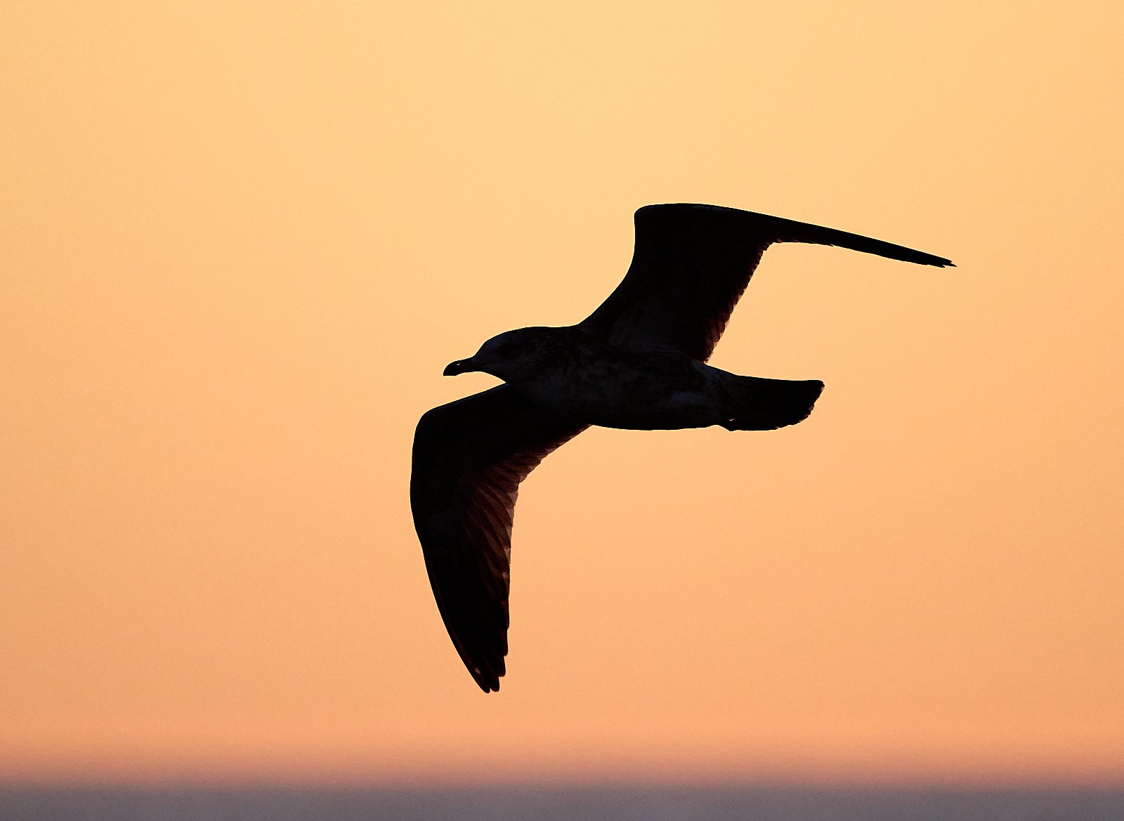 Morro Bay, California: December, 2025