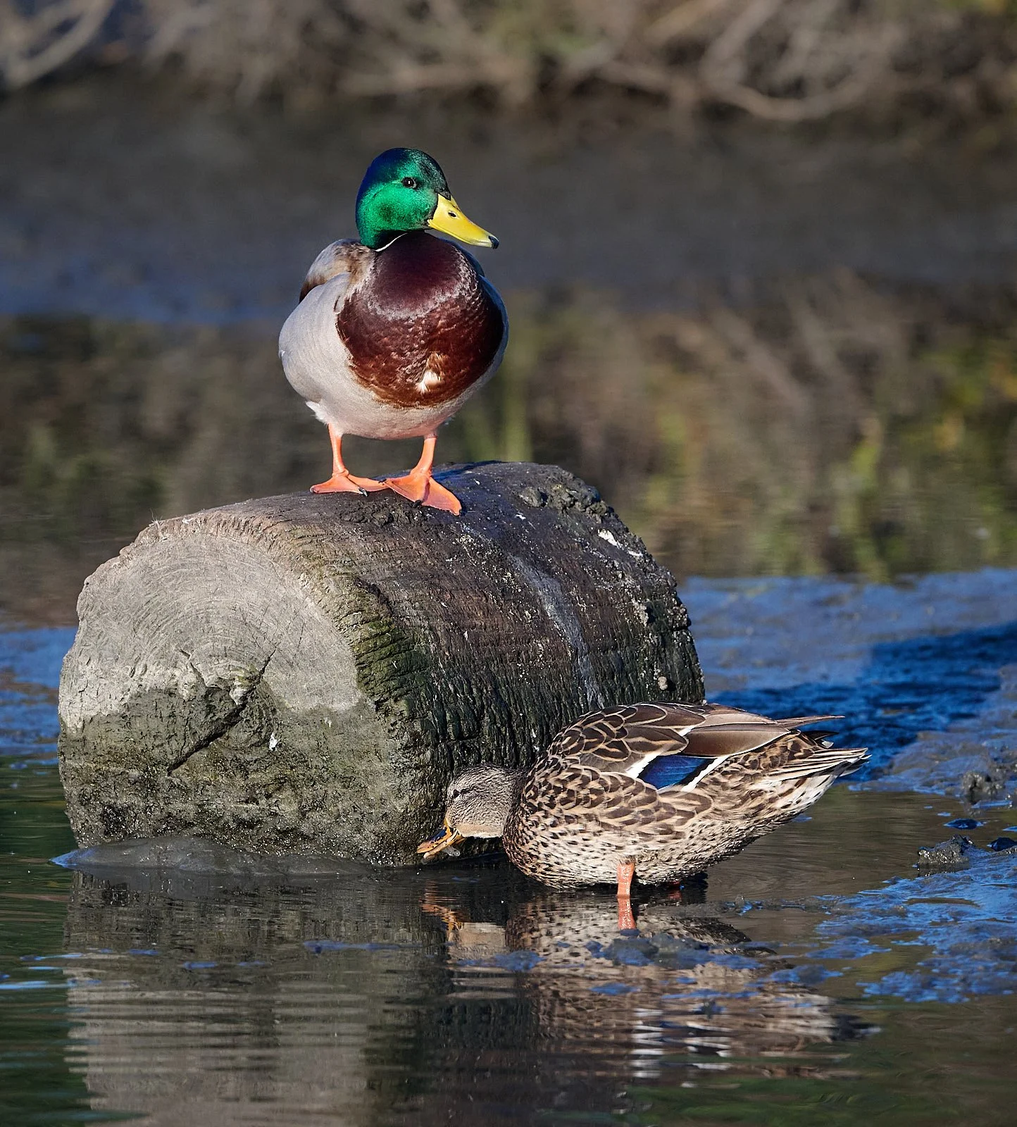 Mallard pair