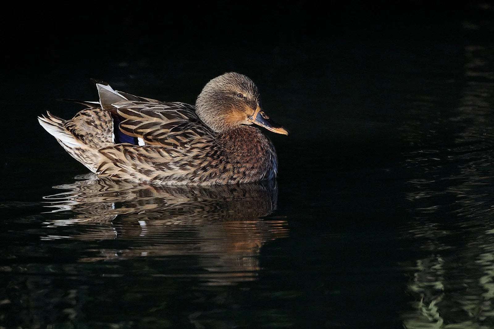 2025-12 baylands GDW_0934.jpg