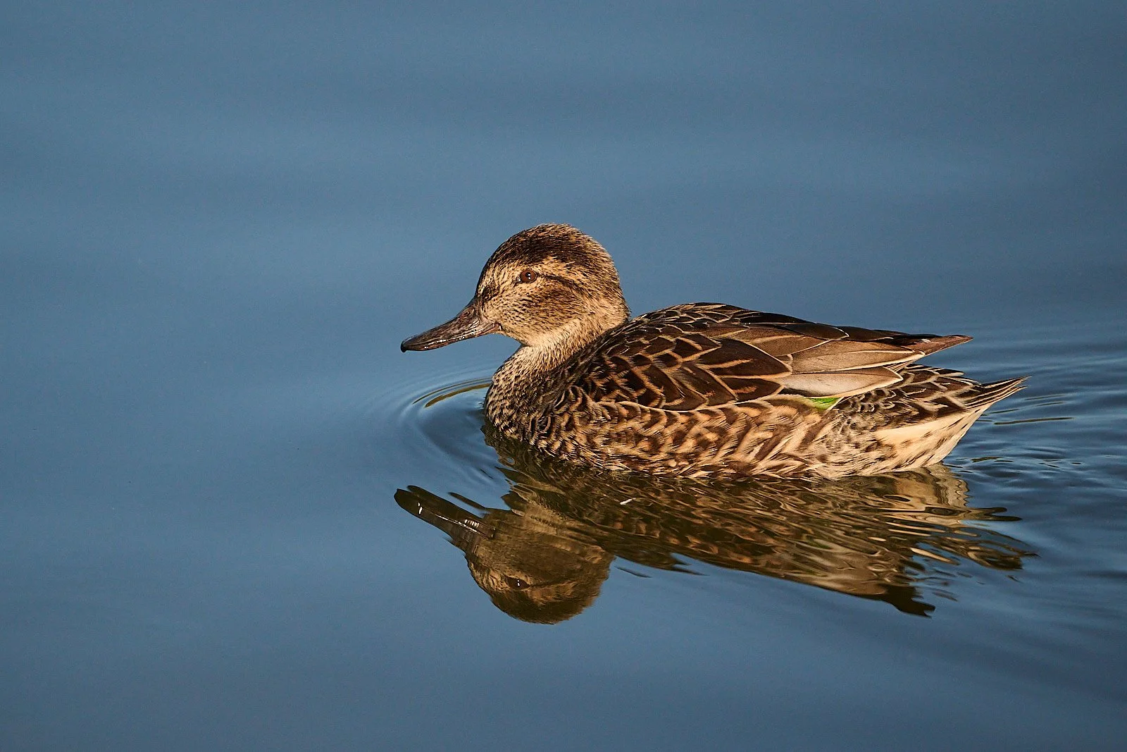 2025-12 baylands GDW_1072.jpg