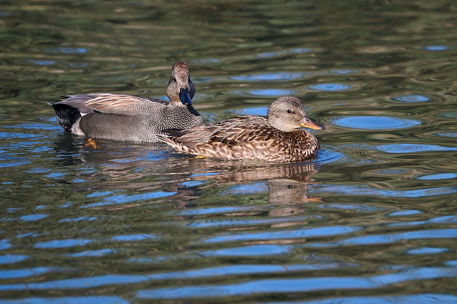 Gadwall pair