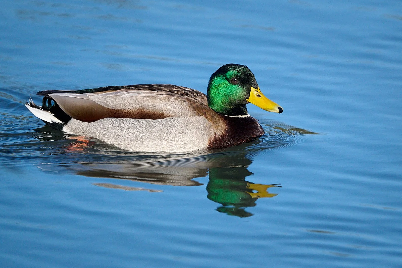 Boy Mallard