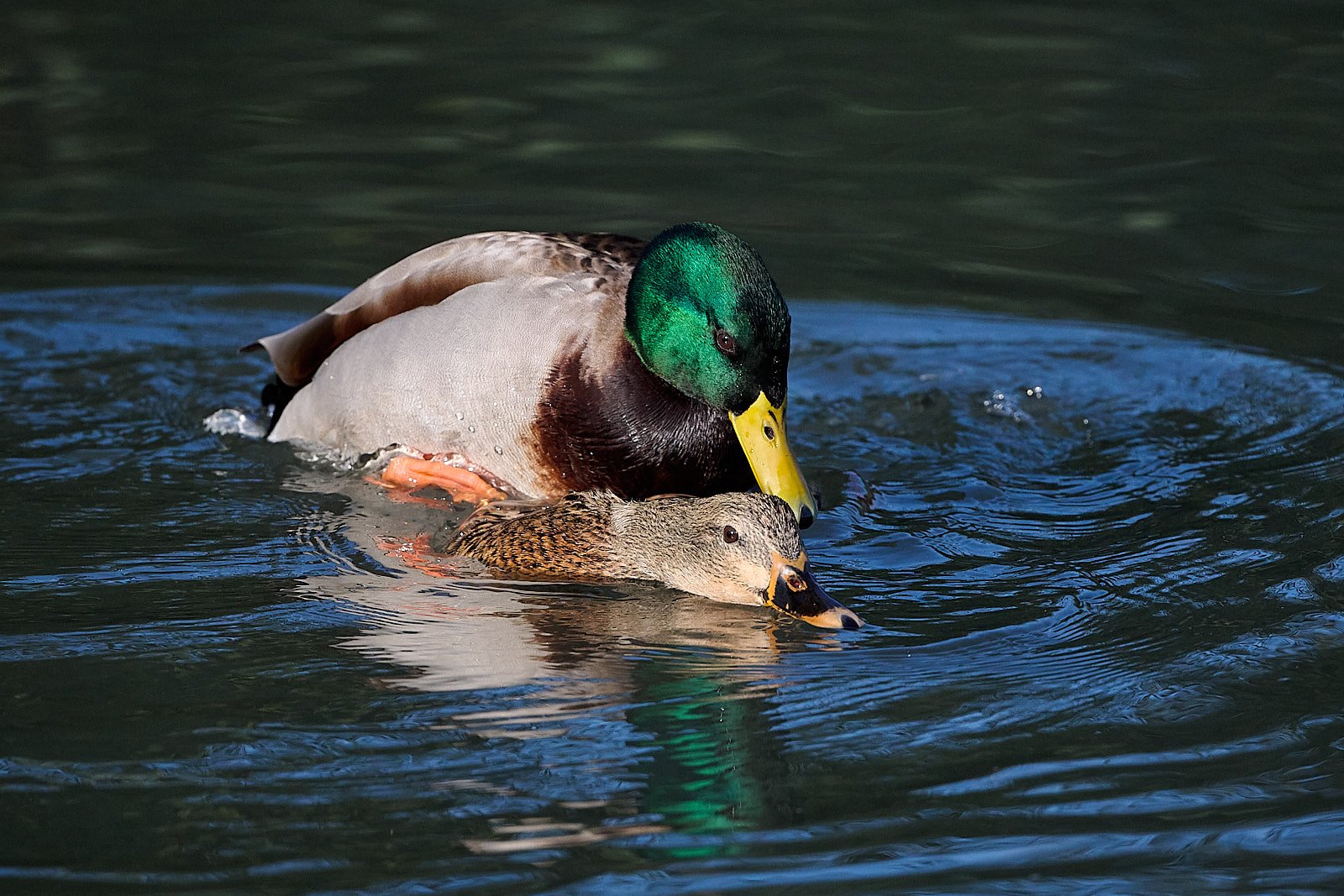 Making baby Mallards