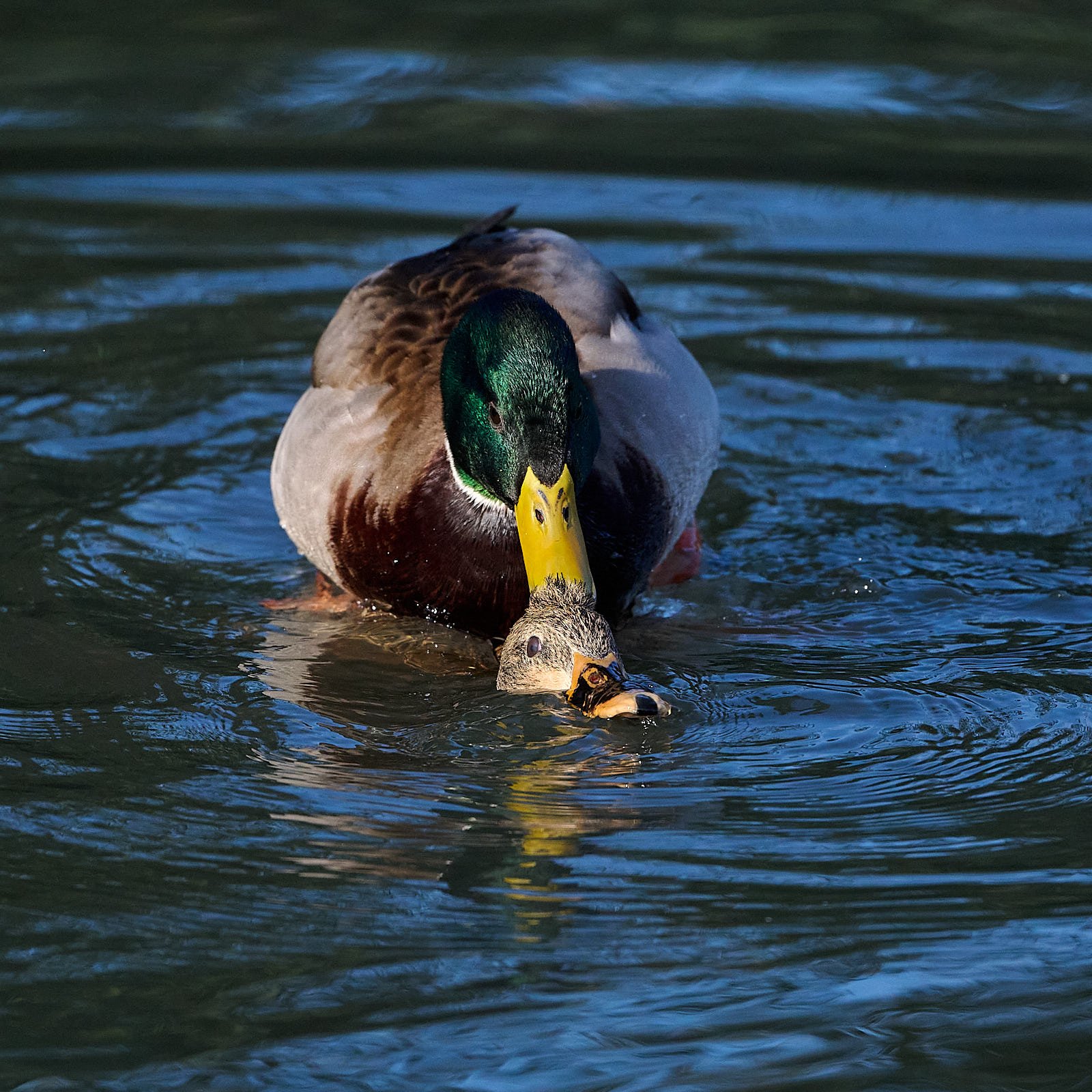 2025-12 baylands GDW_1653.jpg