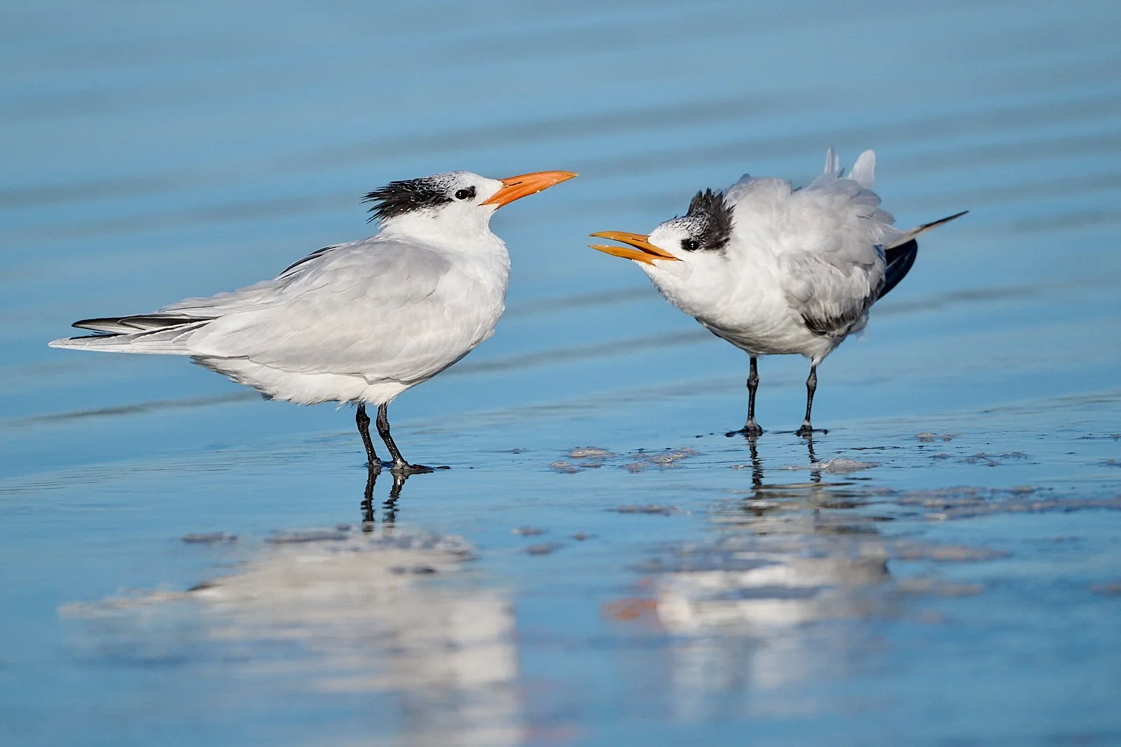 Royal Tern (adult on left)