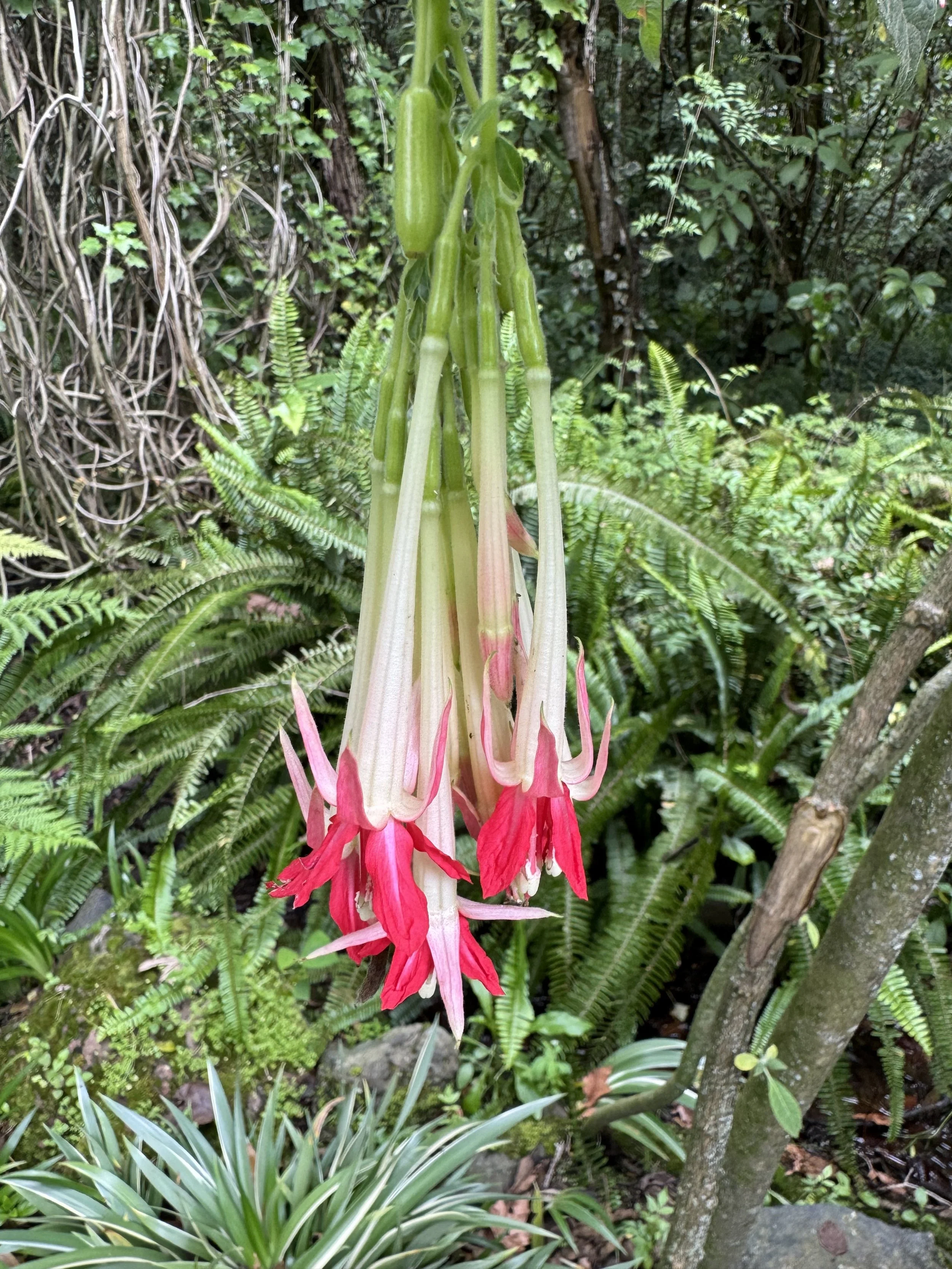 flower2.jpg