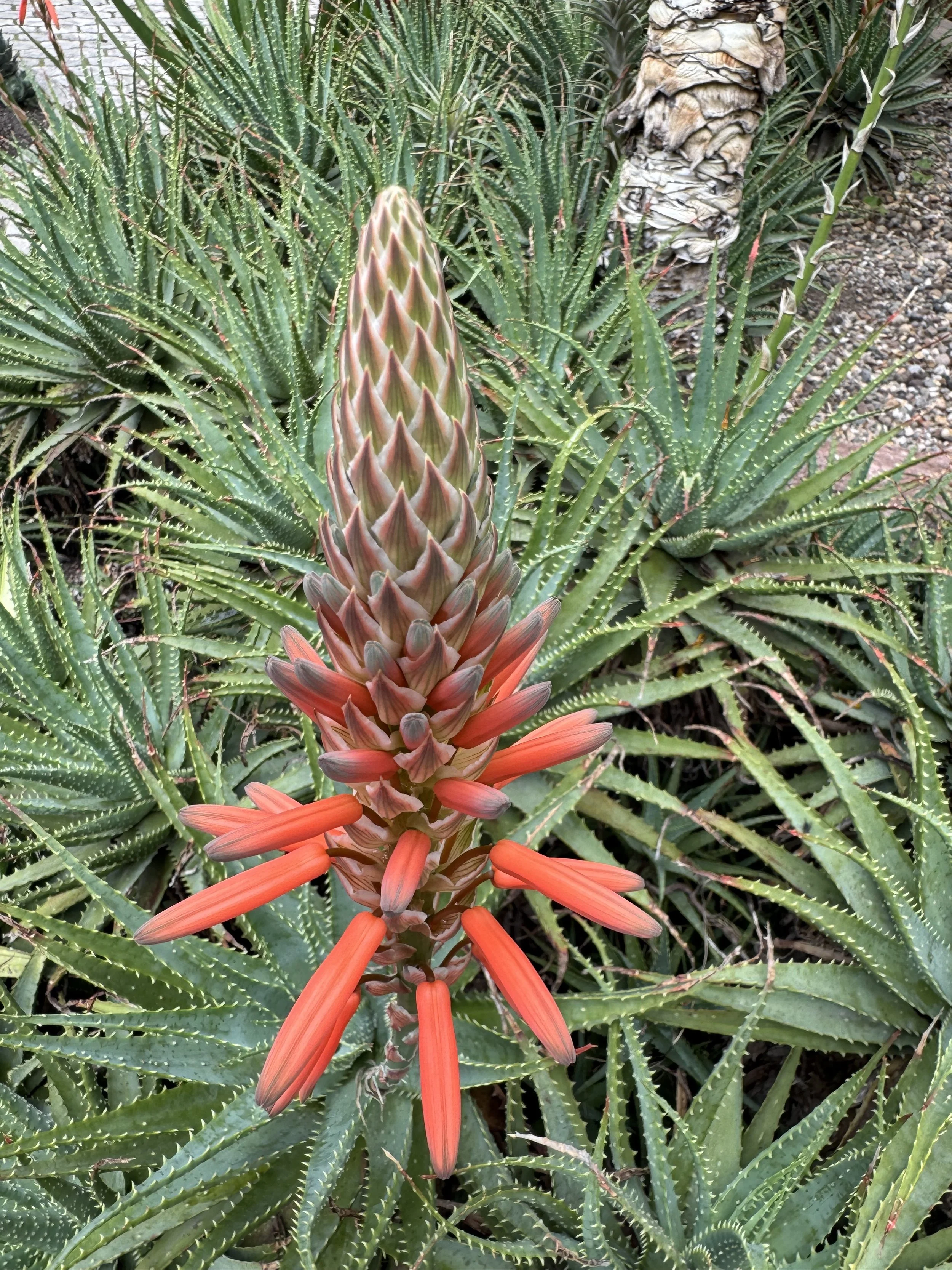 flower3.jpg