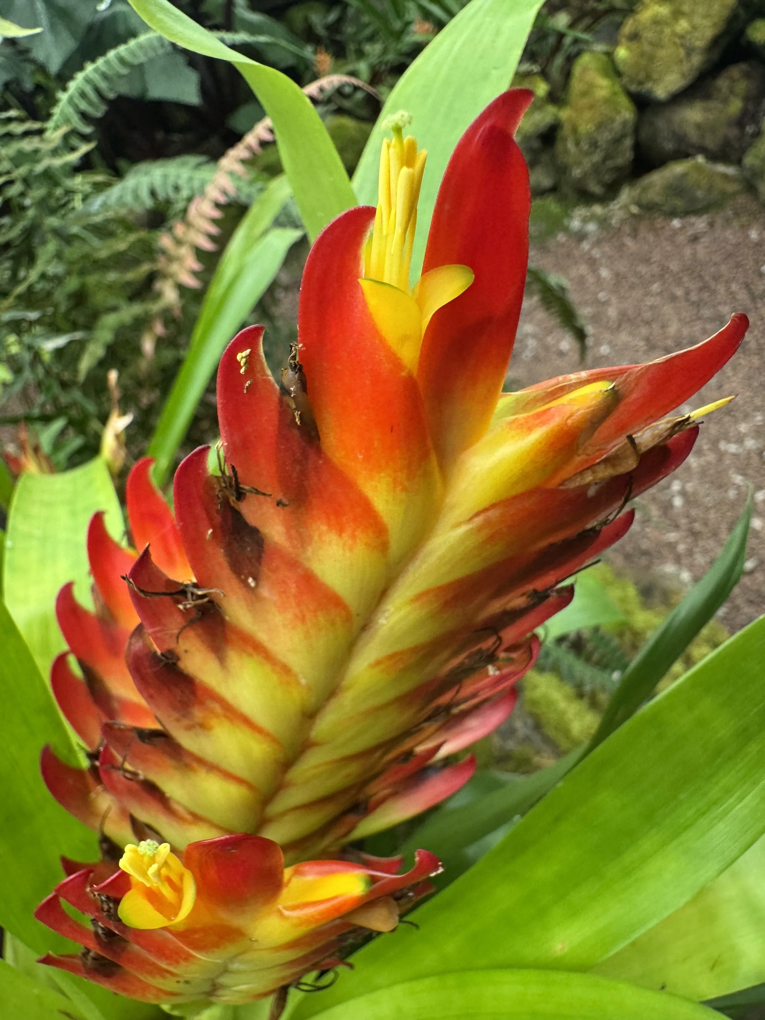 flower4.jpg