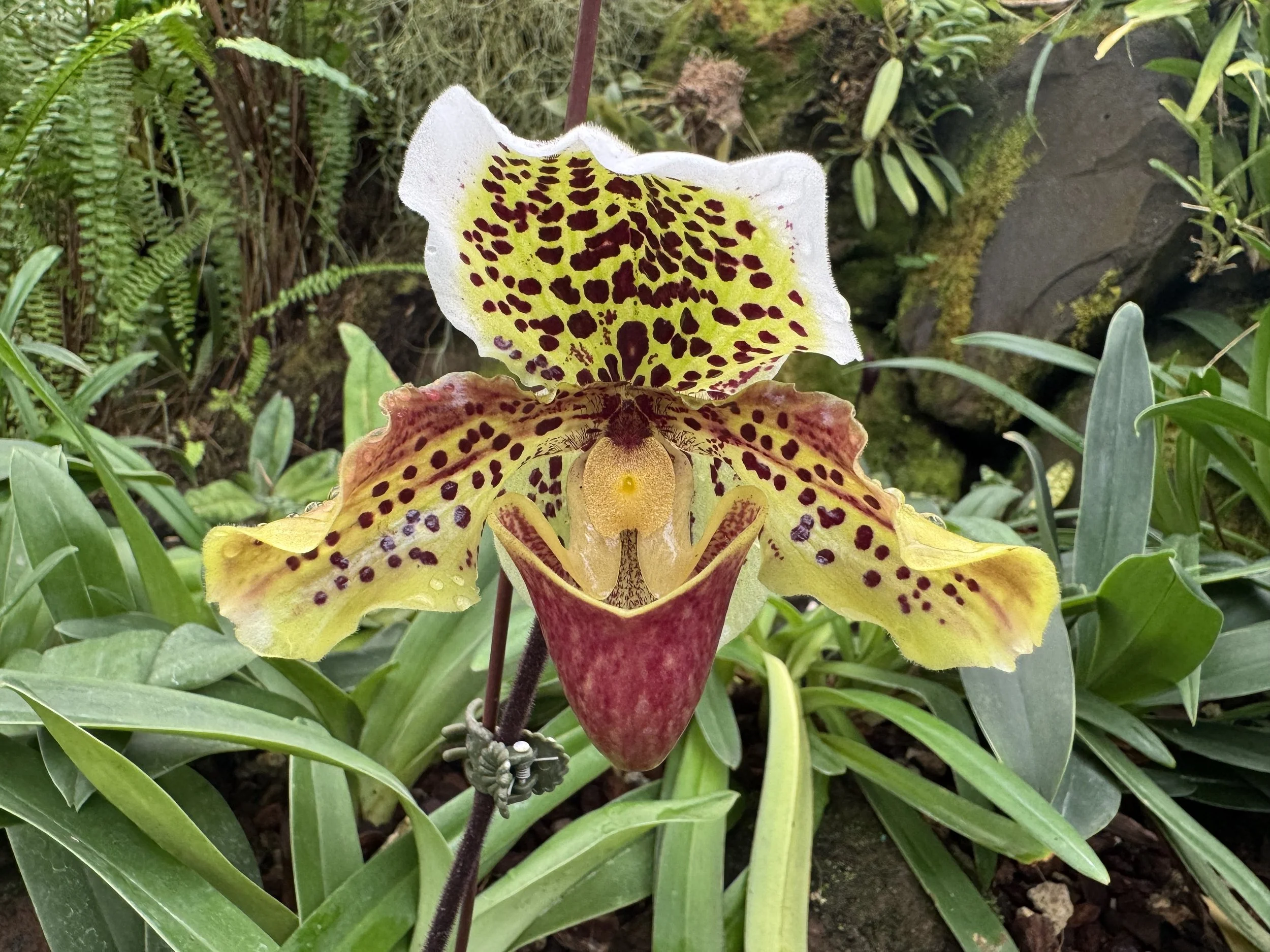 flower5.jpg