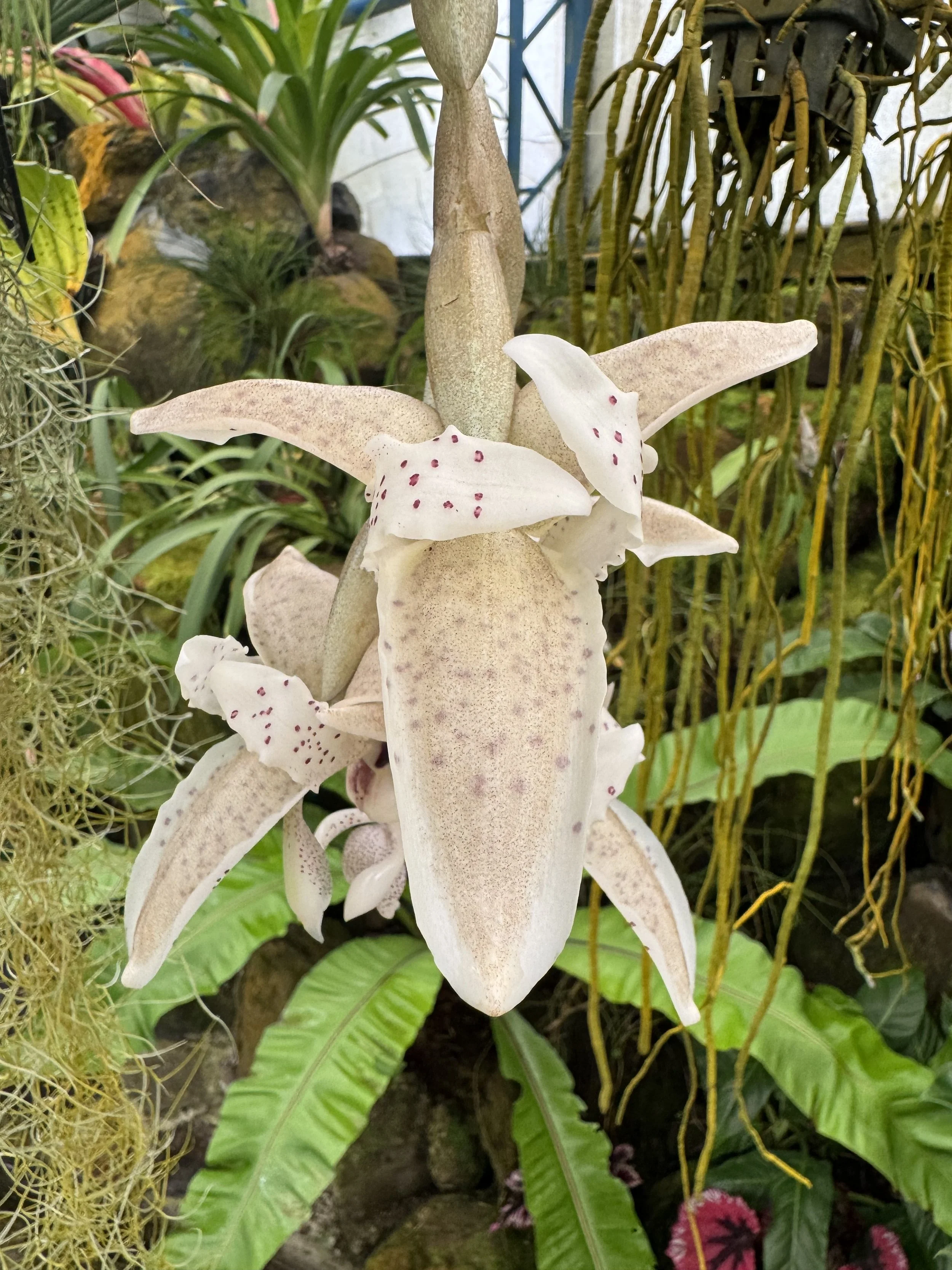 flower6.jpg