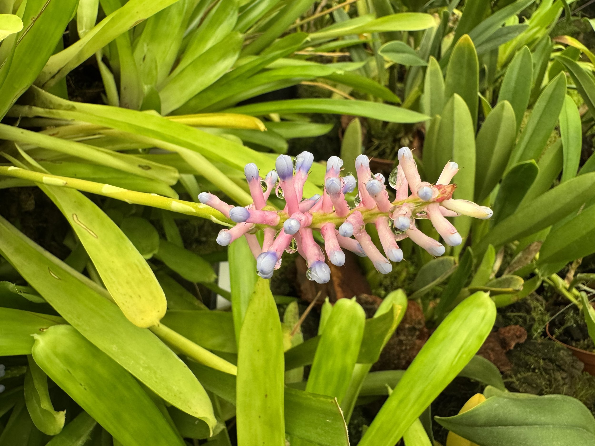 flower7.jpg