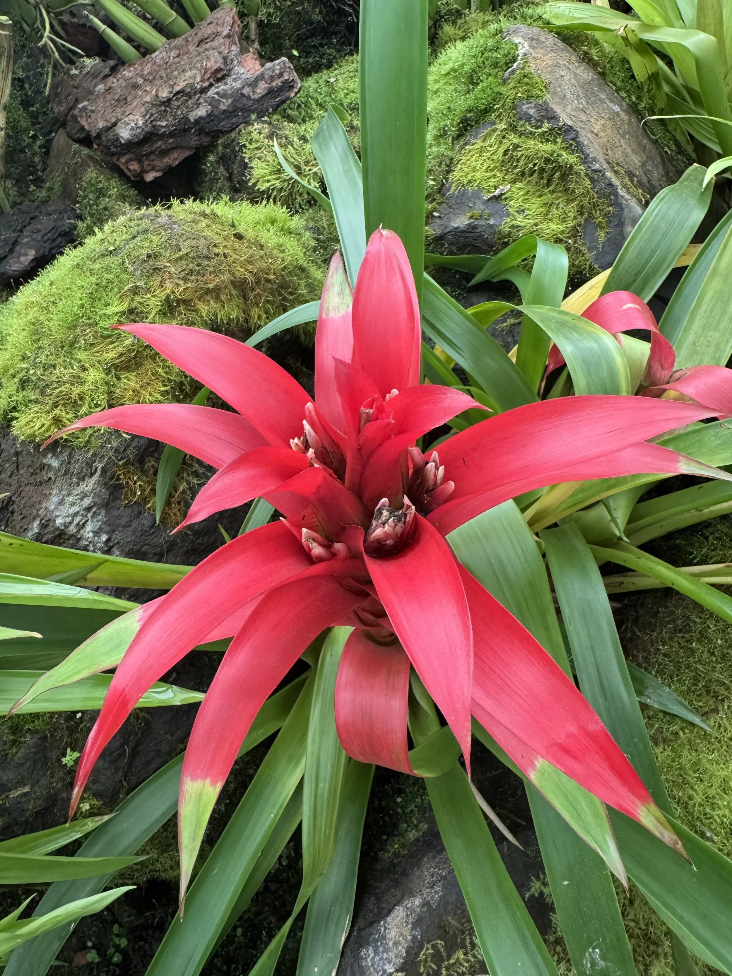 flower8.jpg