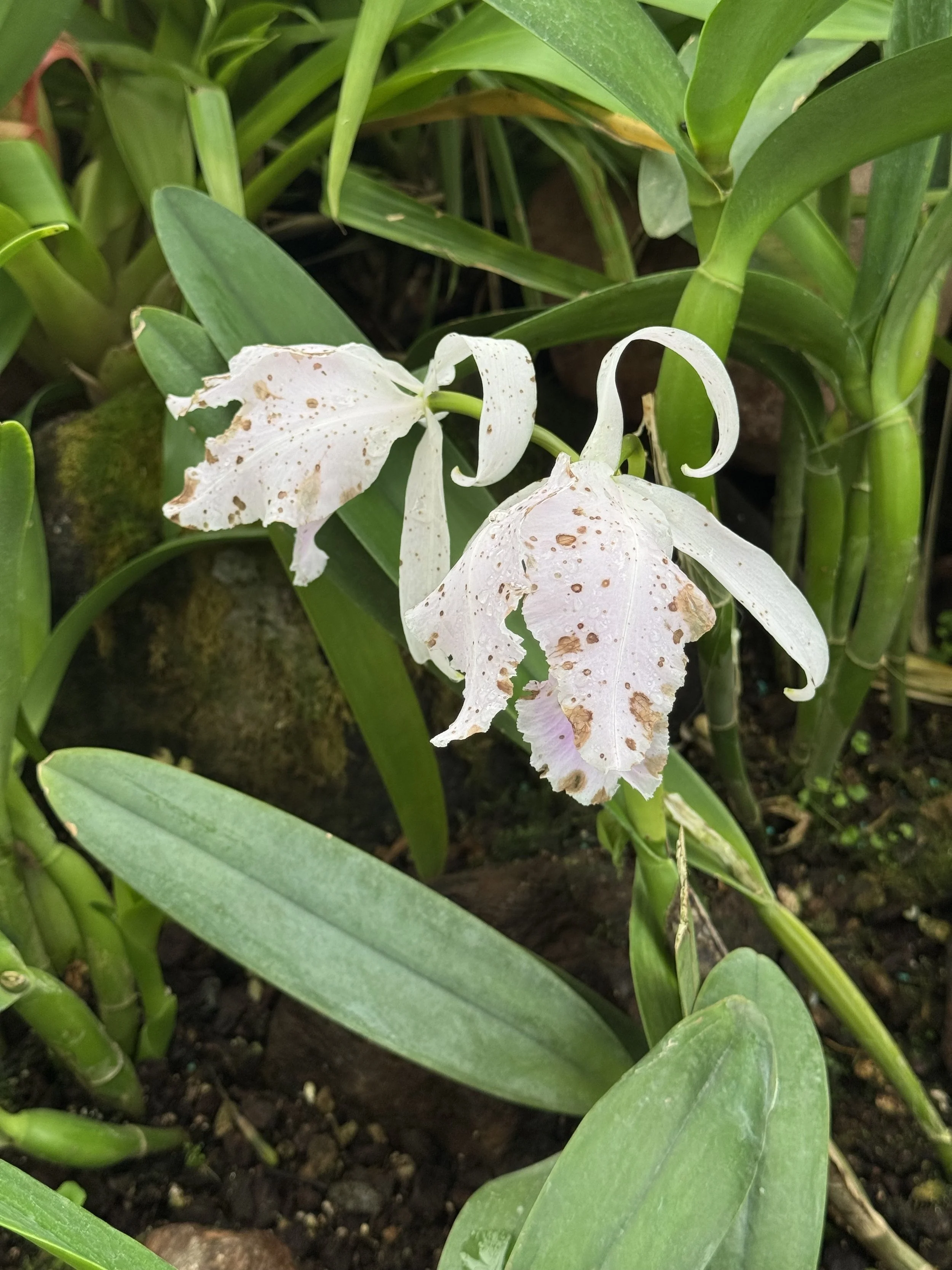 flower9.jpg