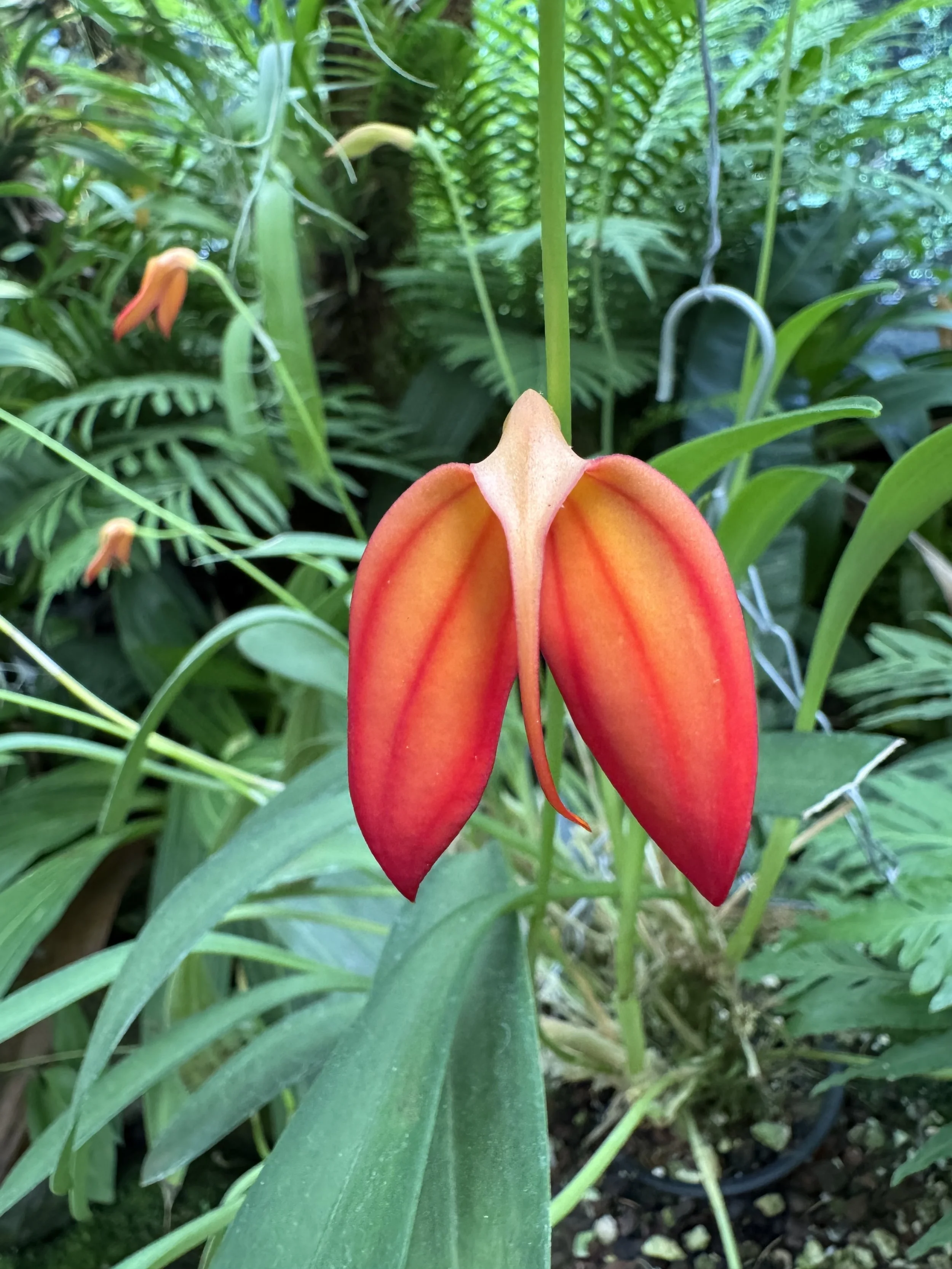 flower11.jpg