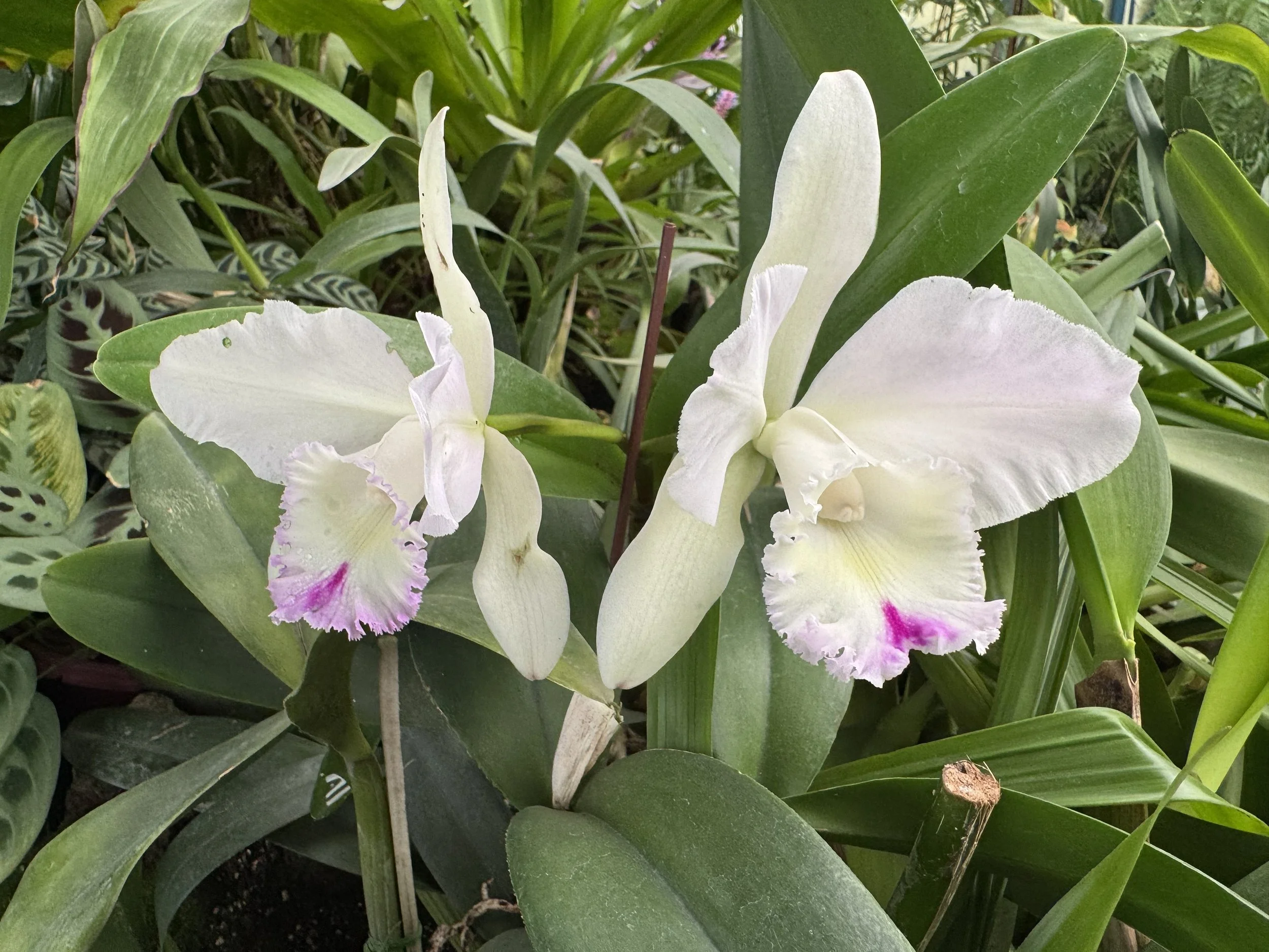 flower10.jpg