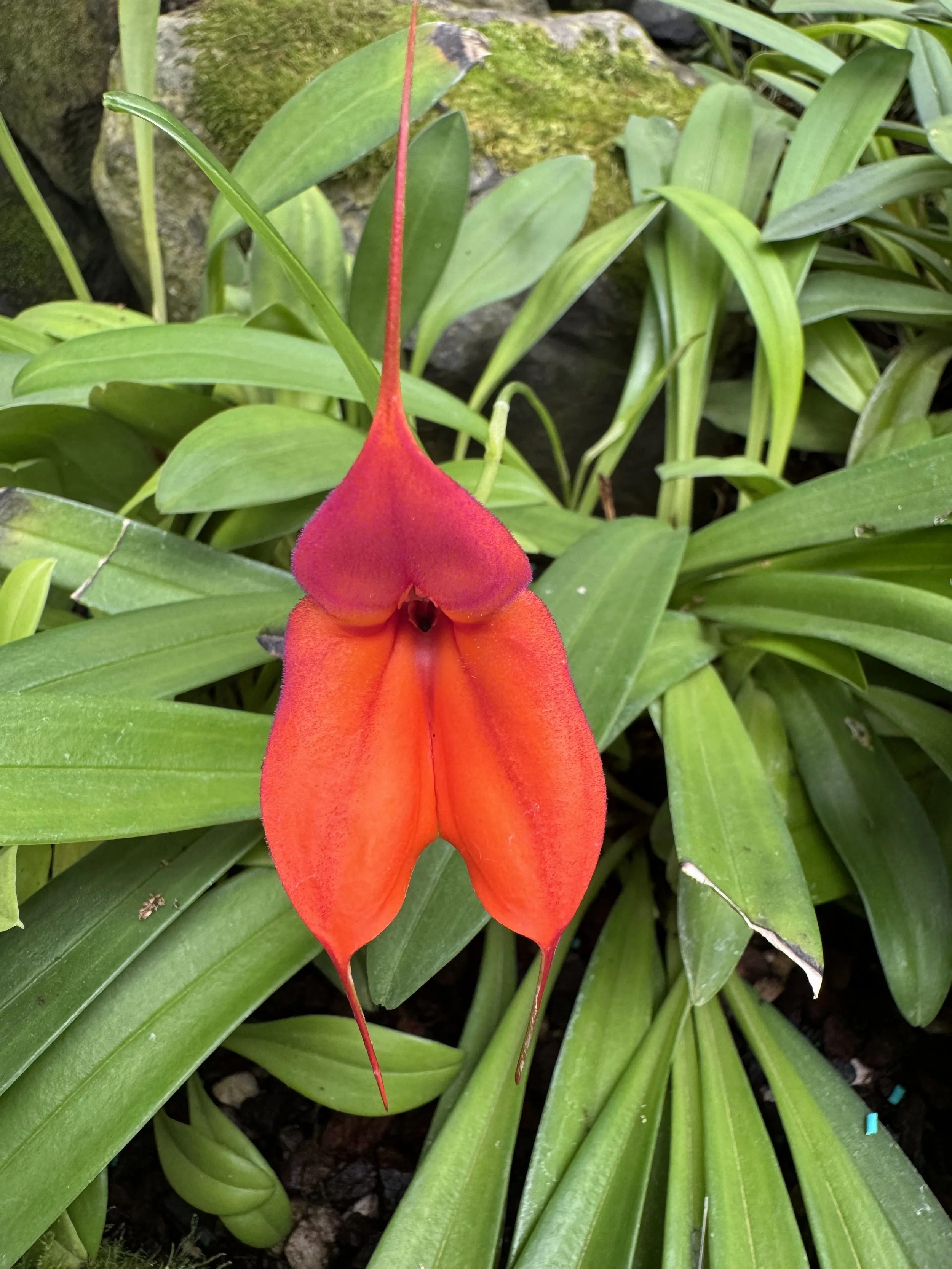 flower13.jpg