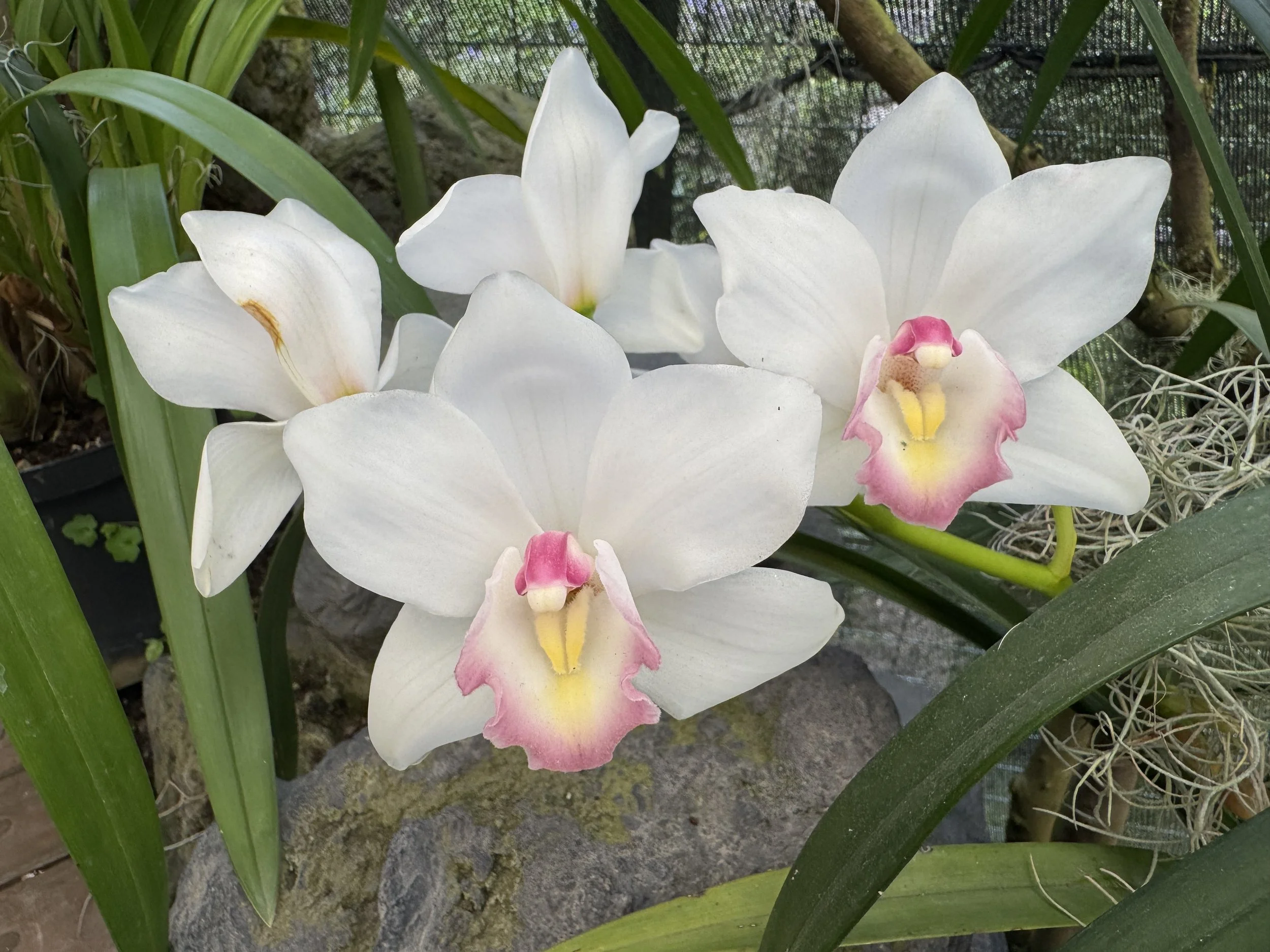 flower12.jpg