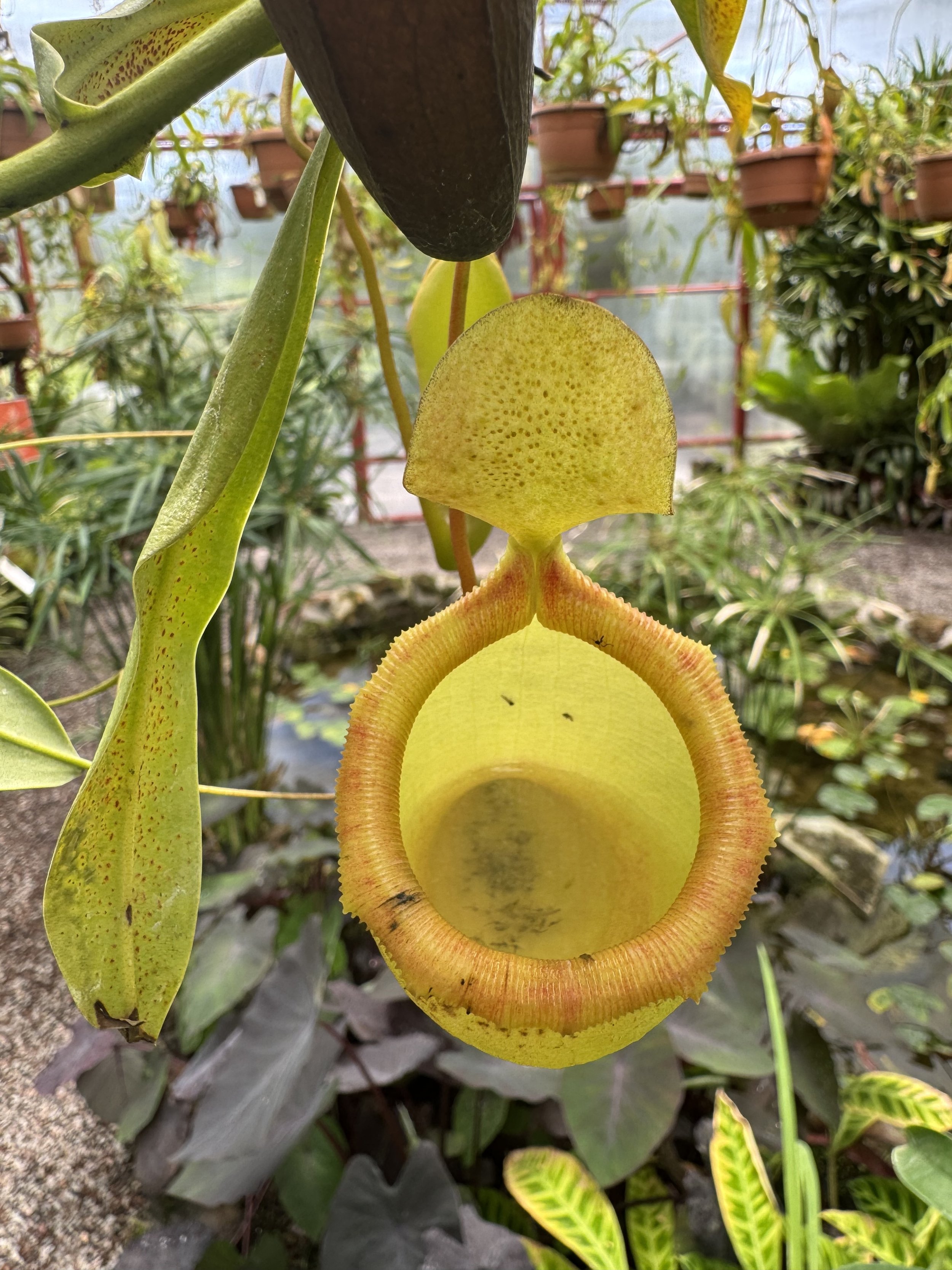 flower14.jpg