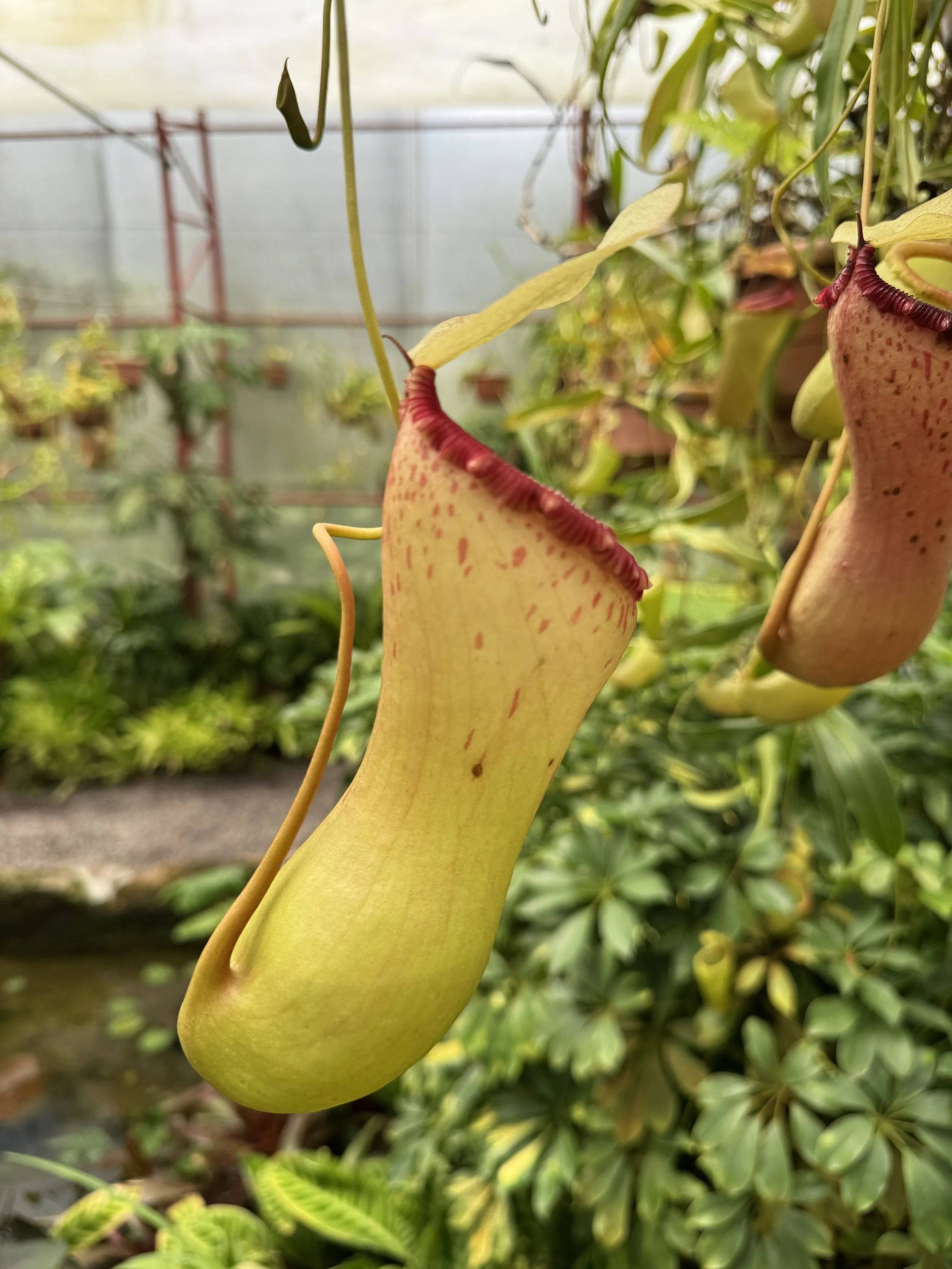 flower15.jpg