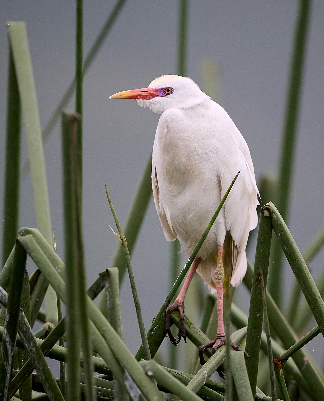 Cattle Egret
