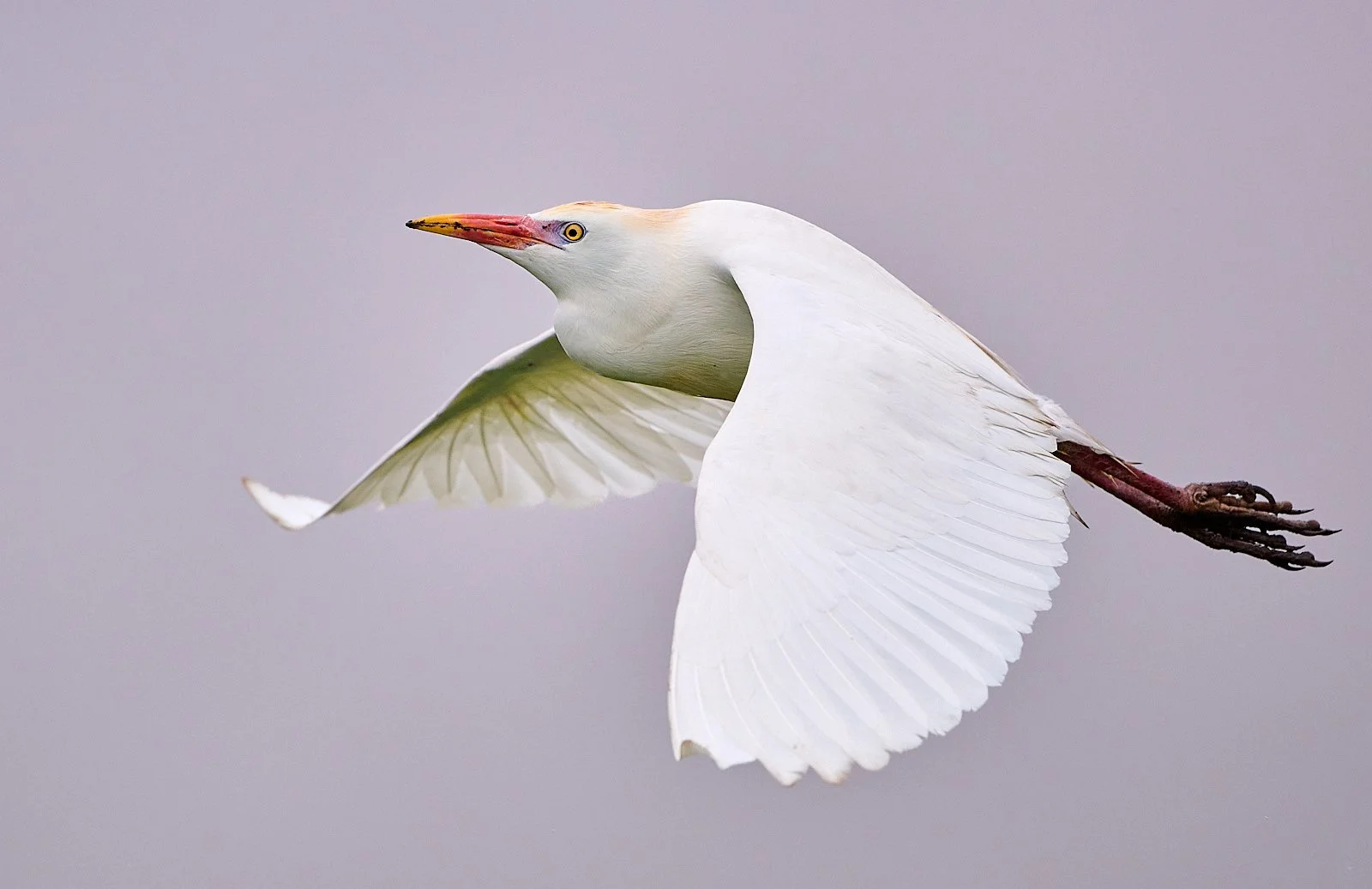 Cattle Egret