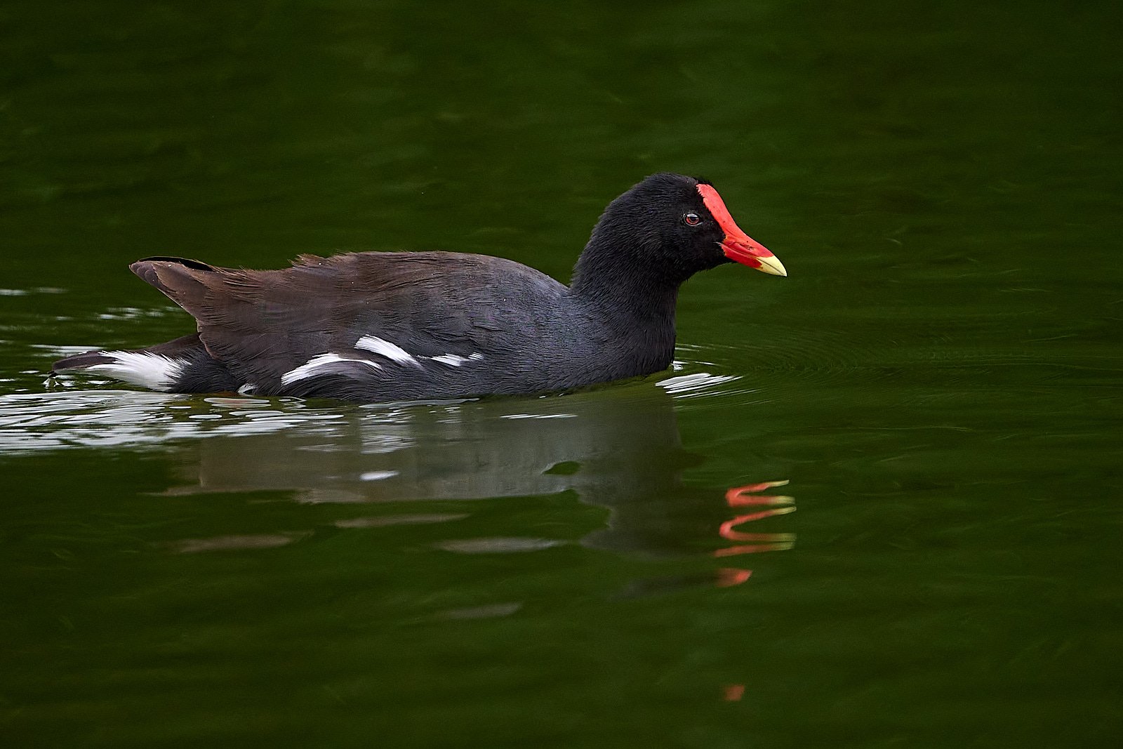 Common Gallinule