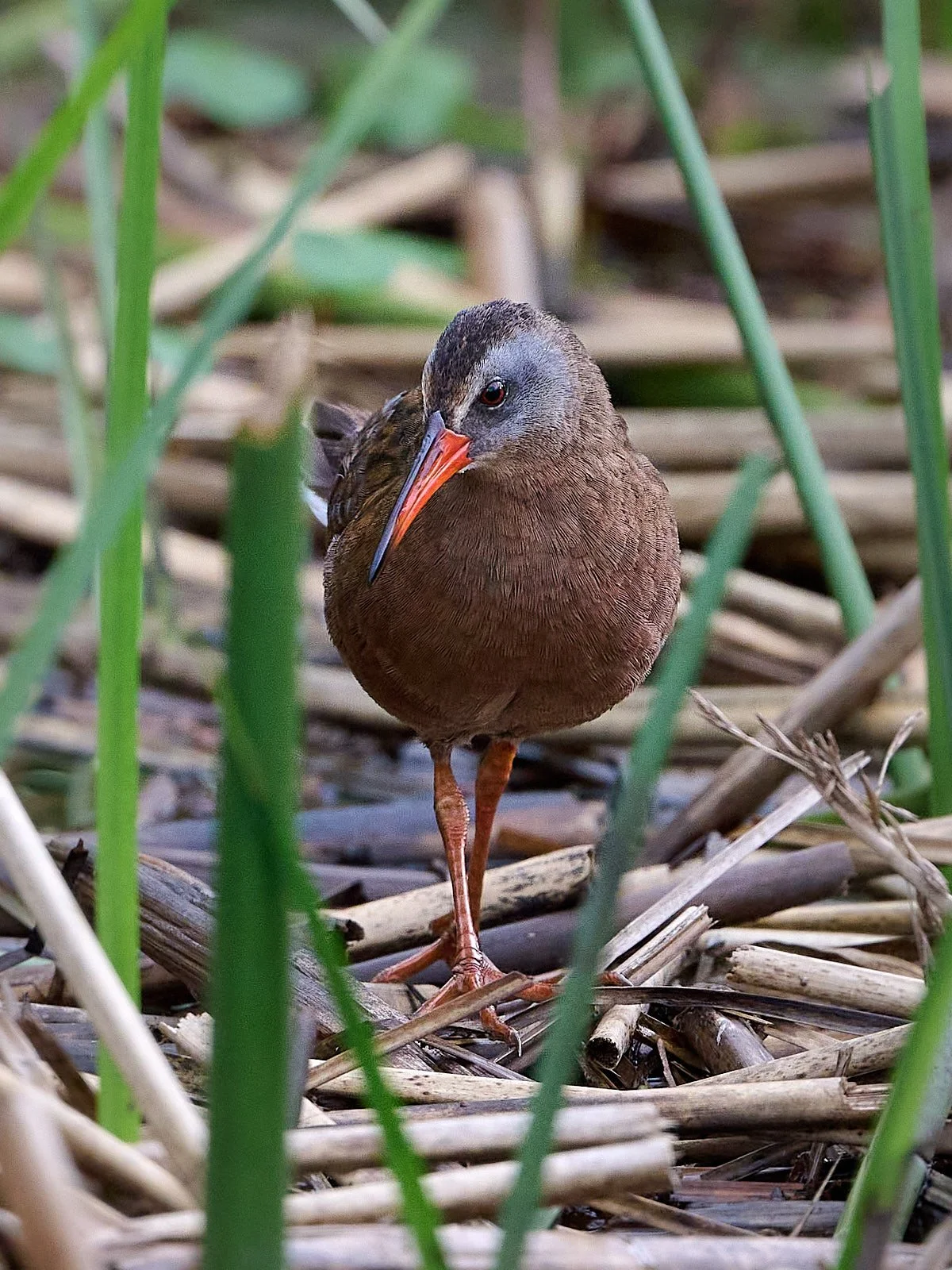 Ecuadorian Rail