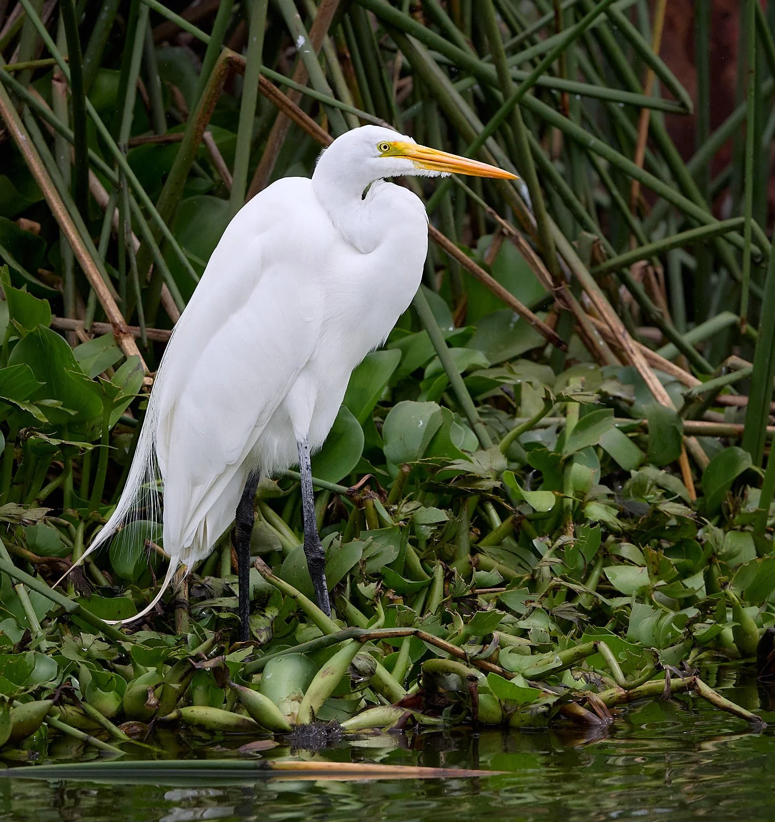 Great Egret