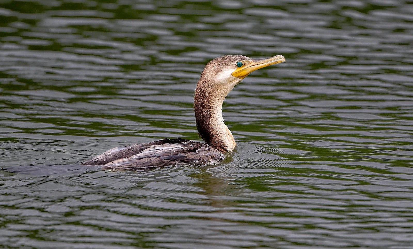 Neotropic Cormorant