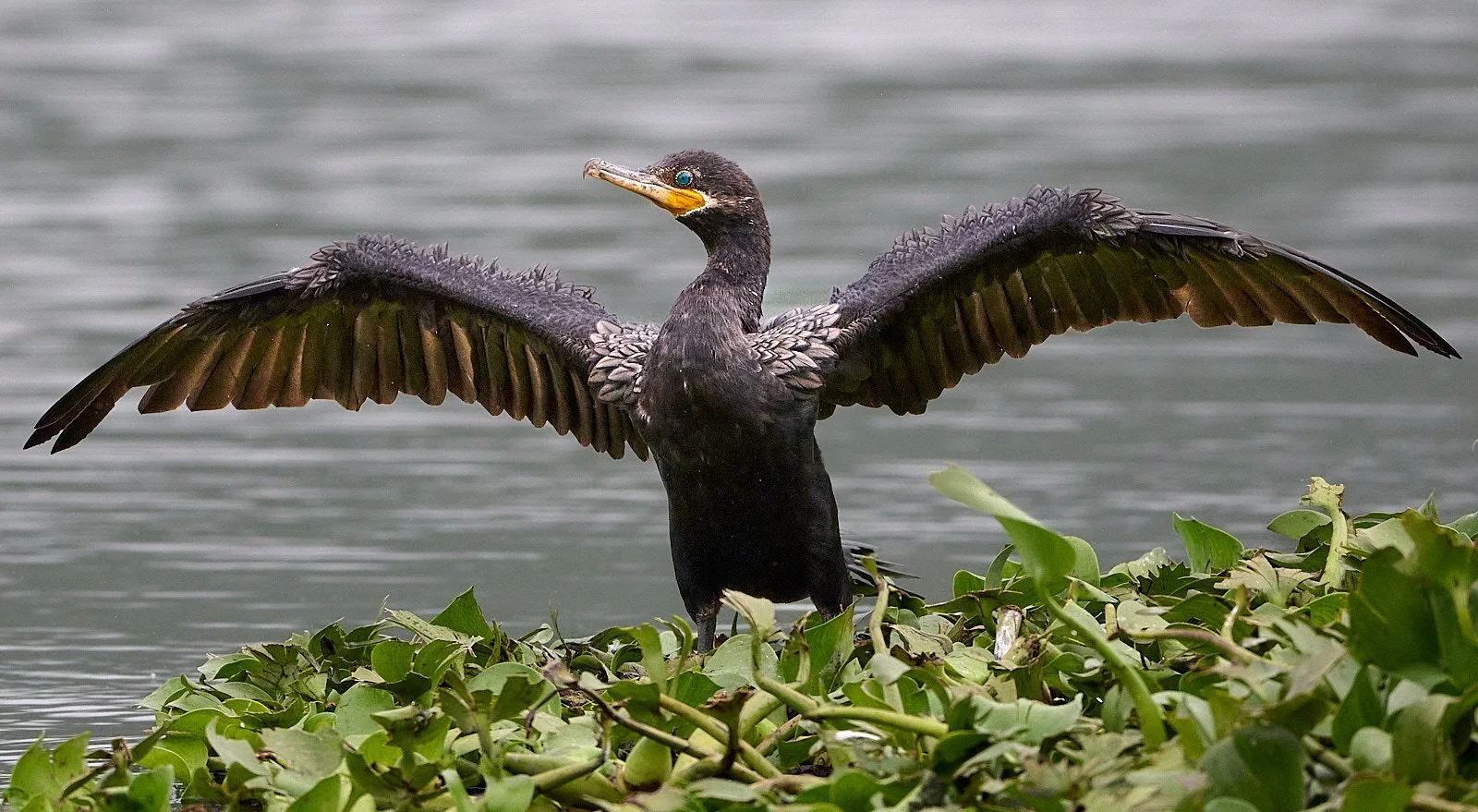 Neotropic Cormorant