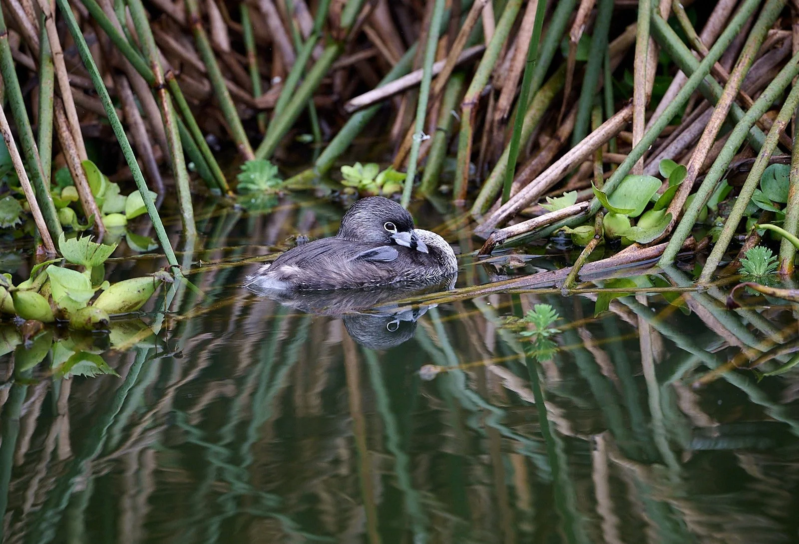 Pied-billed Grebe