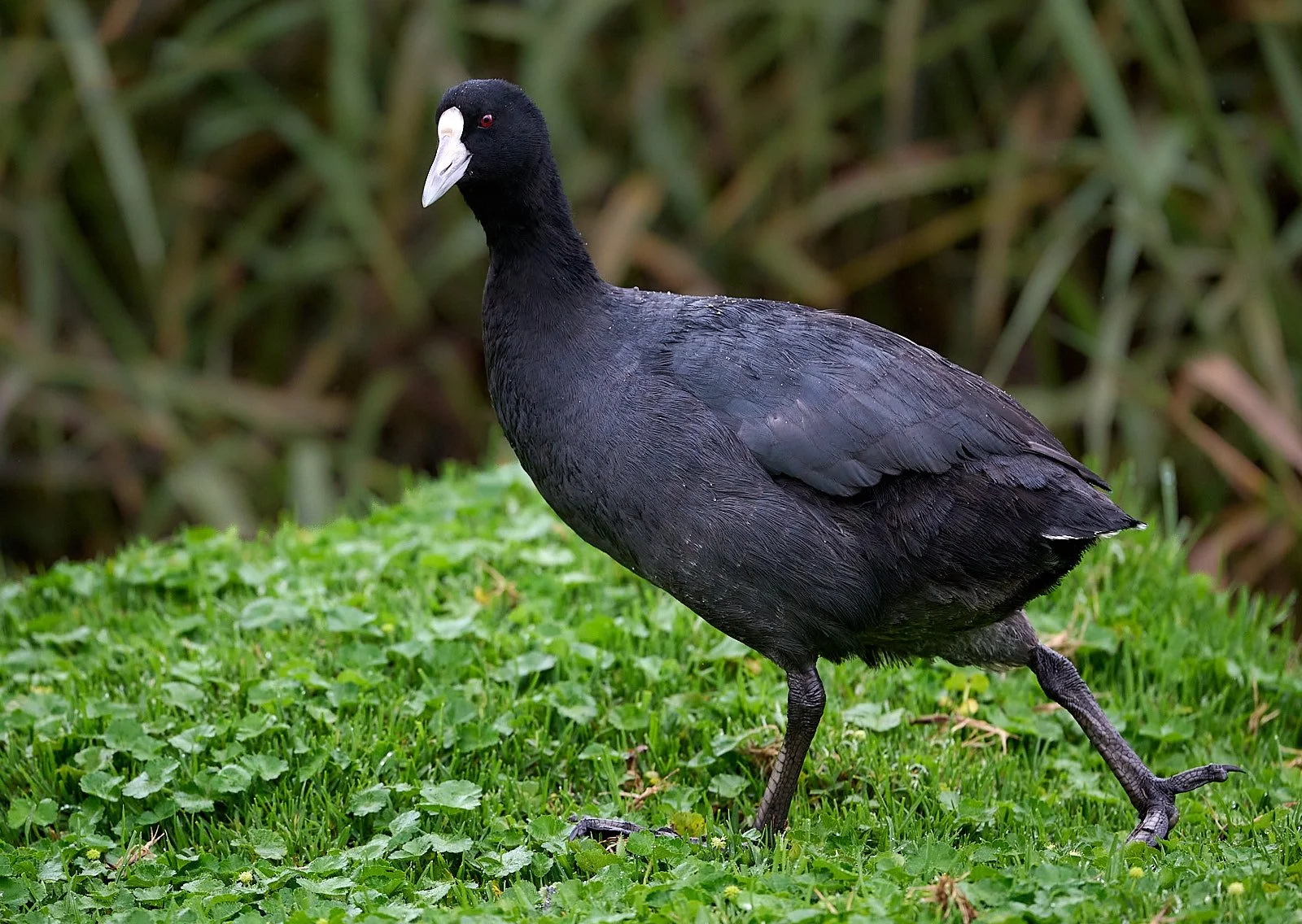 Slate-colored Coot