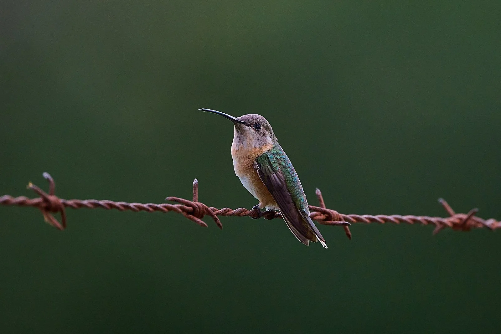 White-bellied Woodstar
