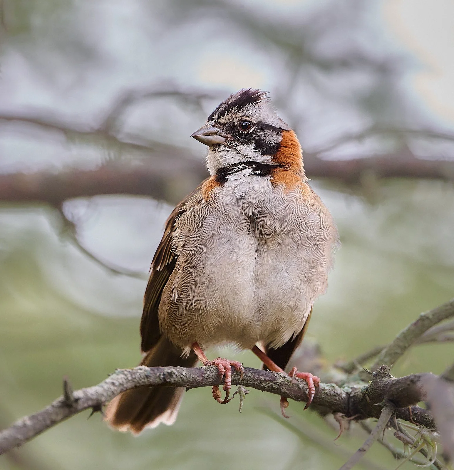 Rufus-collared Sparrow