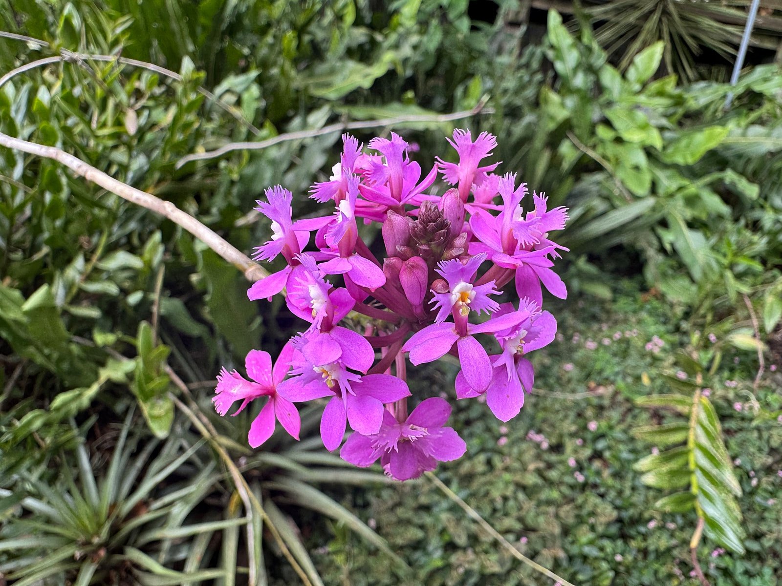 orchid1.jpg
