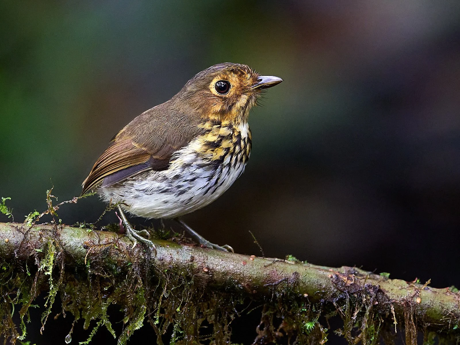 Ochre-breasted Antpitta GDW_5972.jpg