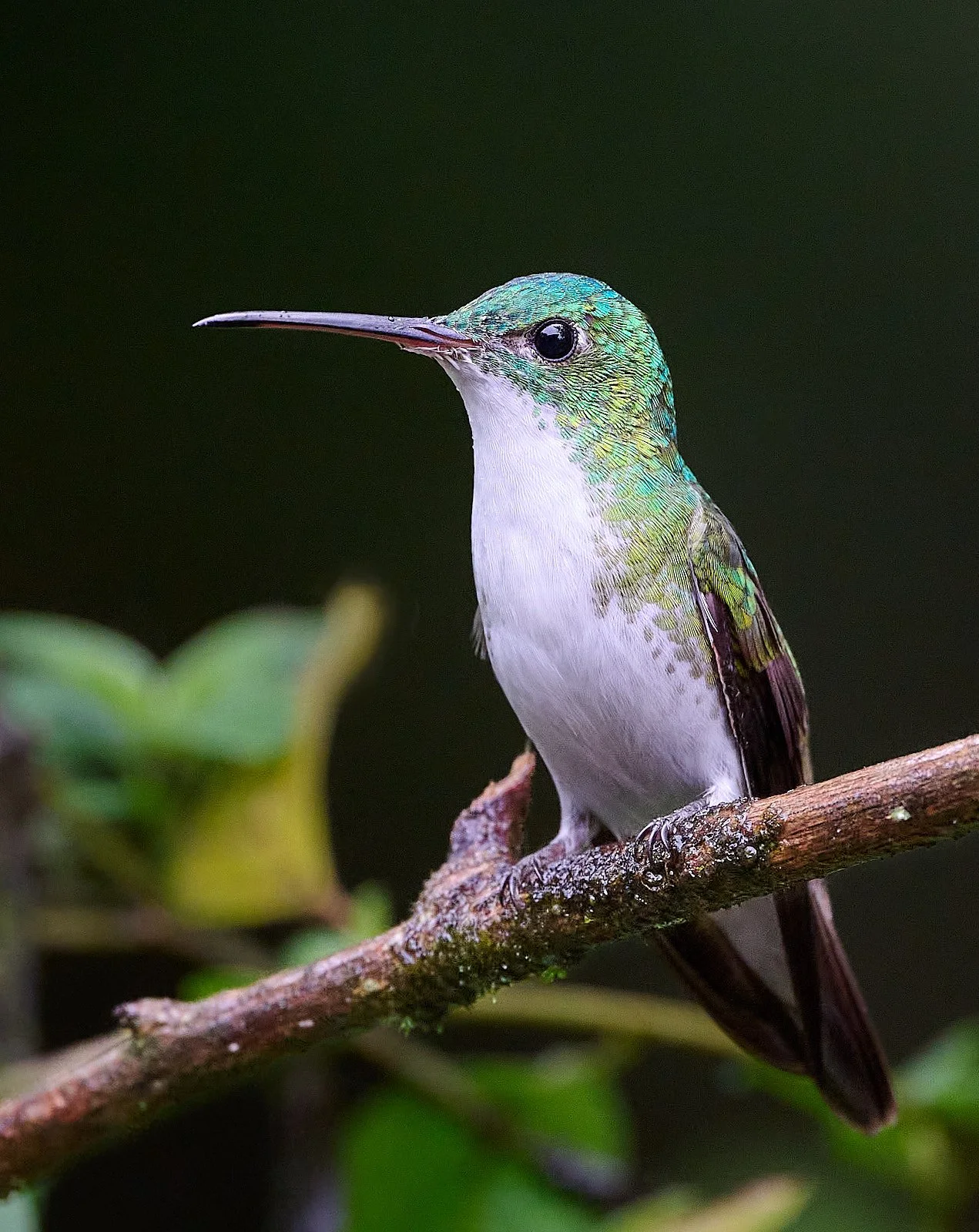 Andean Emerald
