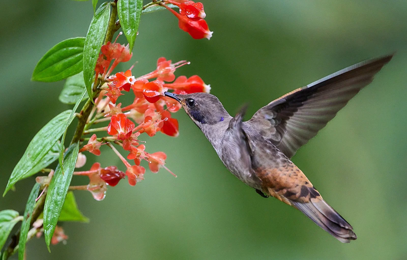 Brown Violetear