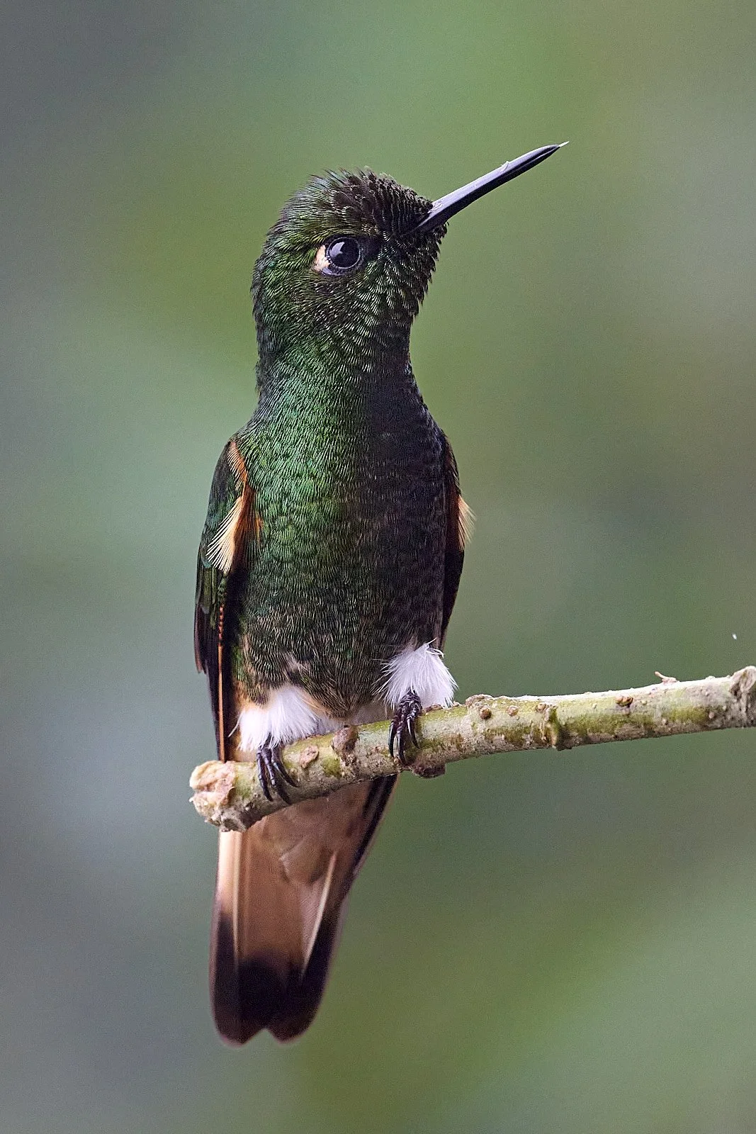 Buff-tailed Coronet